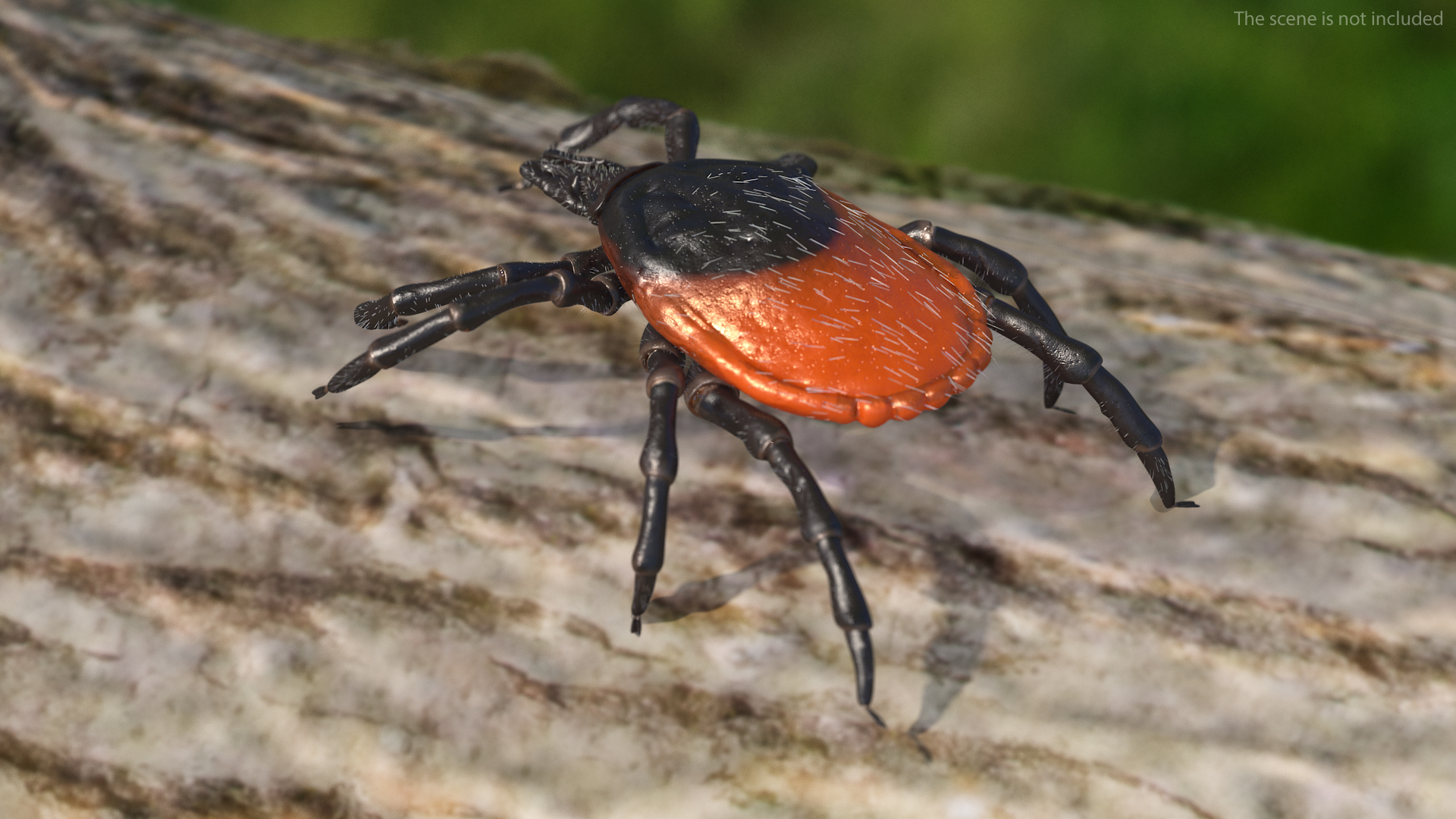 Tick Crawling Pose Fur 3D