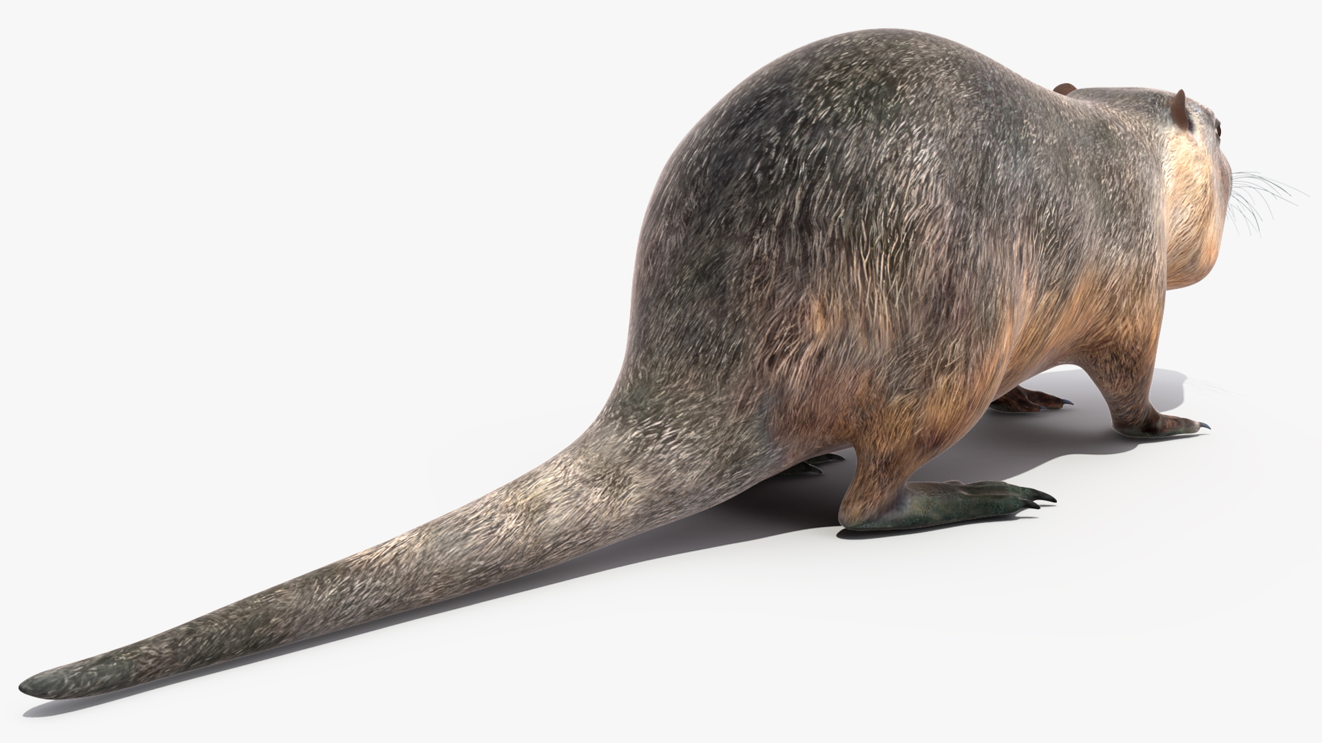 3D model Nutria