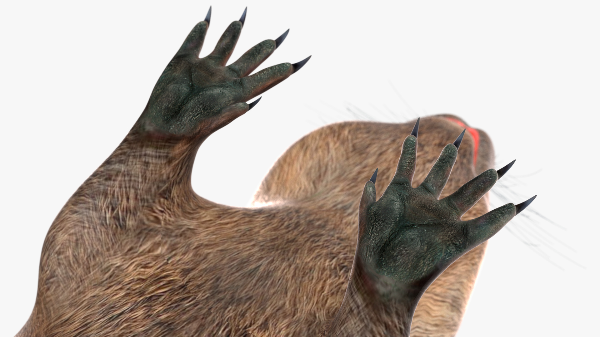 3D model Nutria