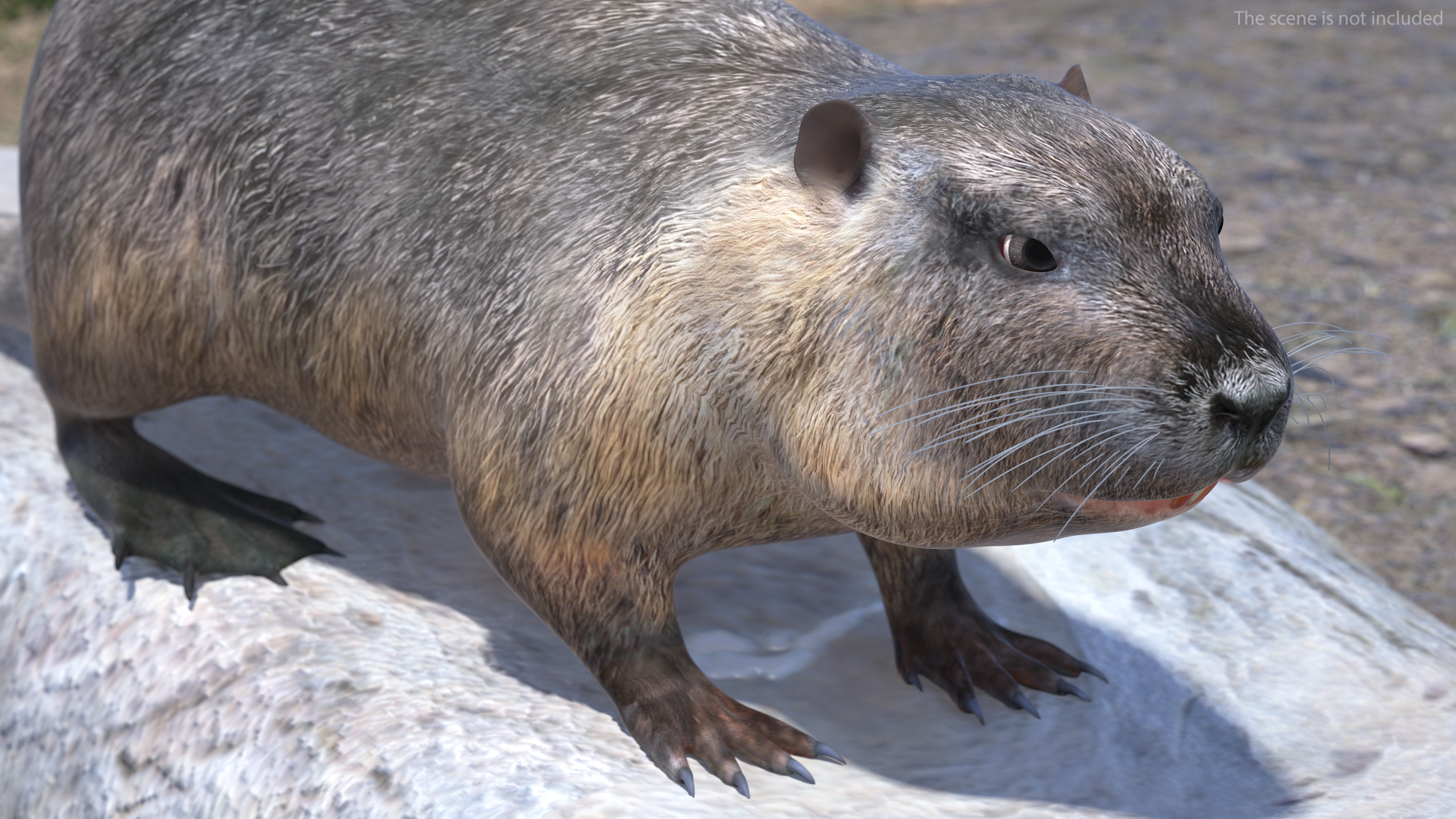 3D model Nutria