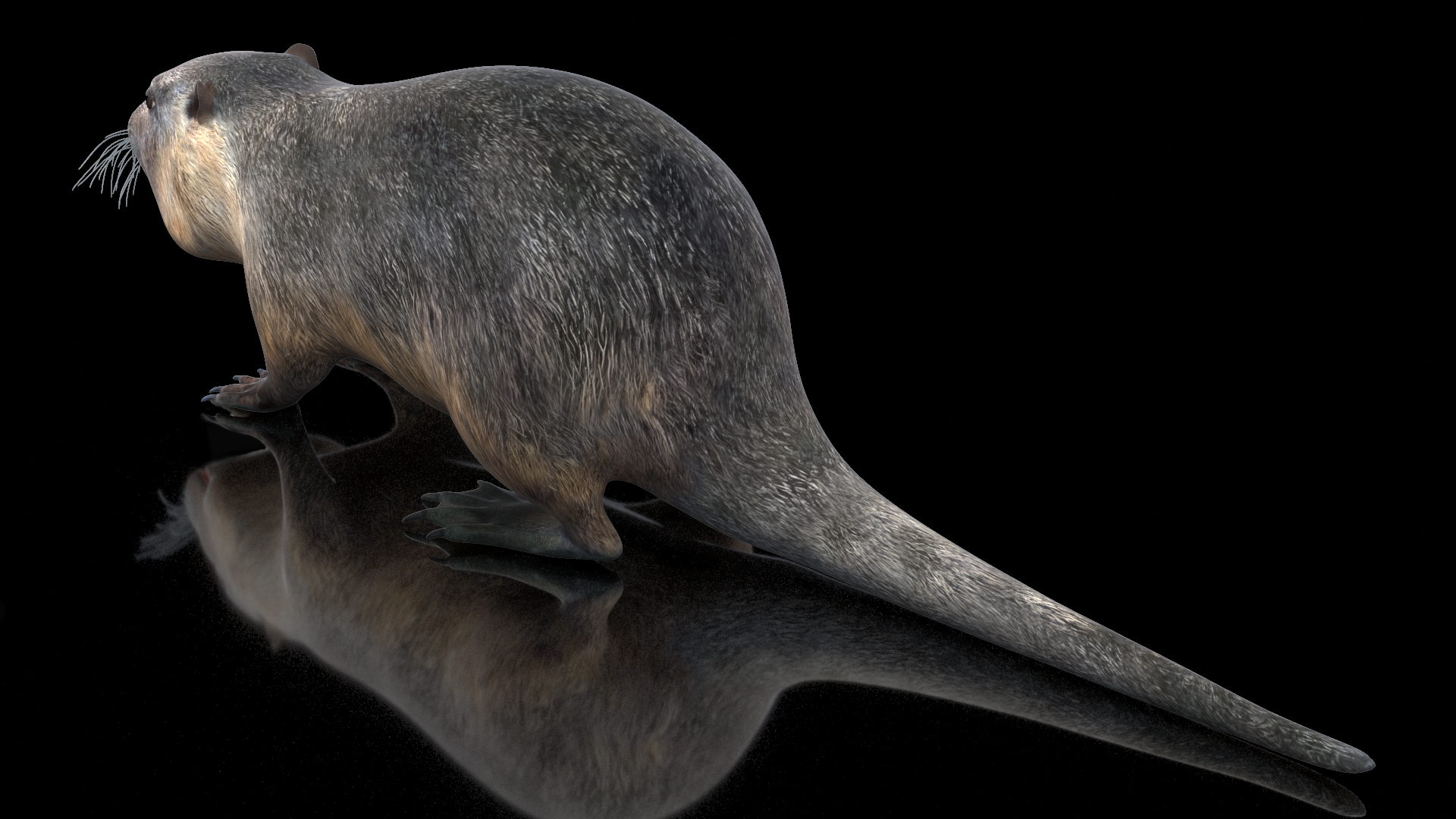 3D model Nutria