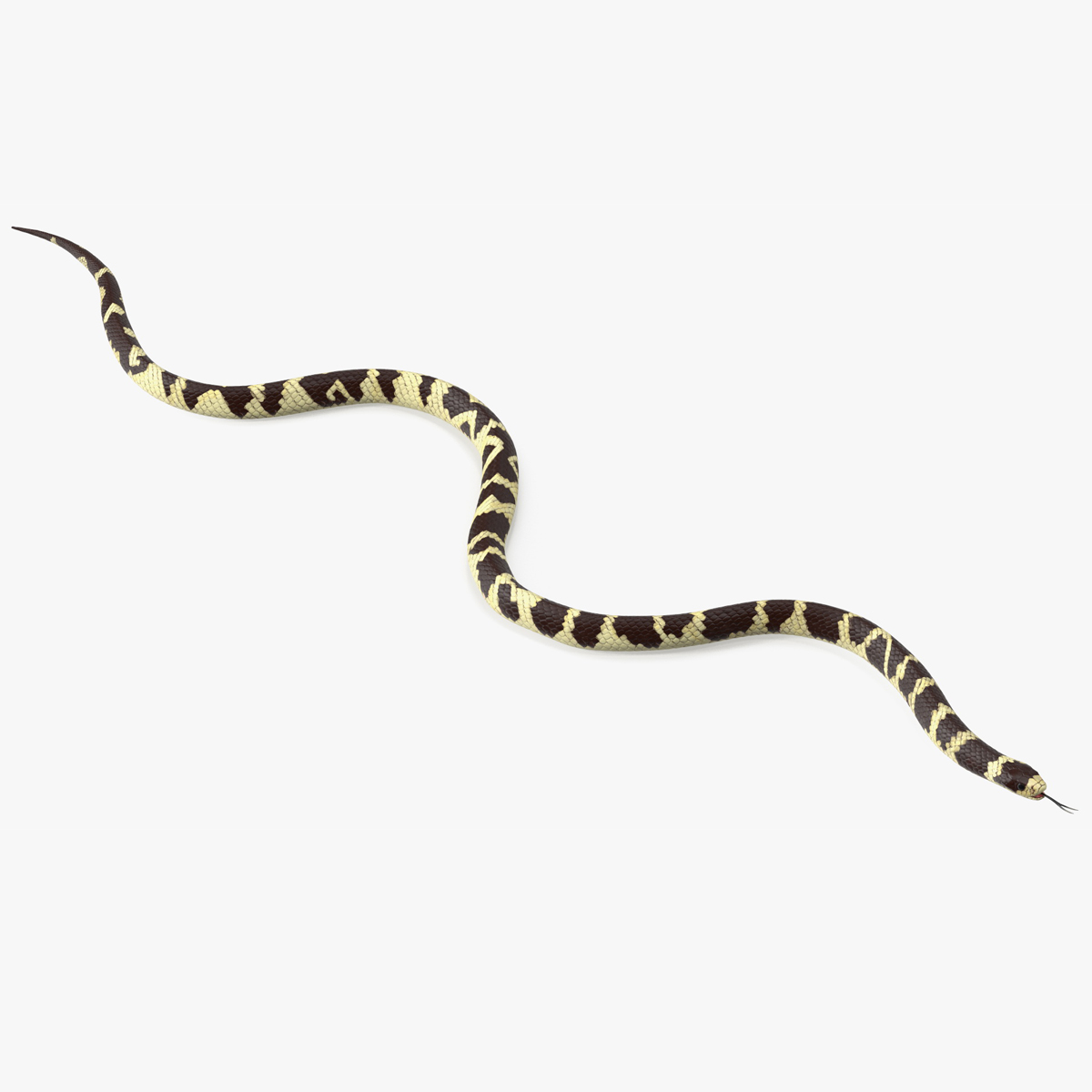 3D California Kingsnake Rigged for Cinema 4D