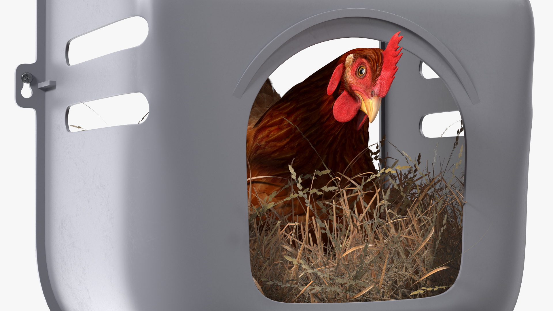 3D Chicken in Wall Mount Nesting Nest Box model