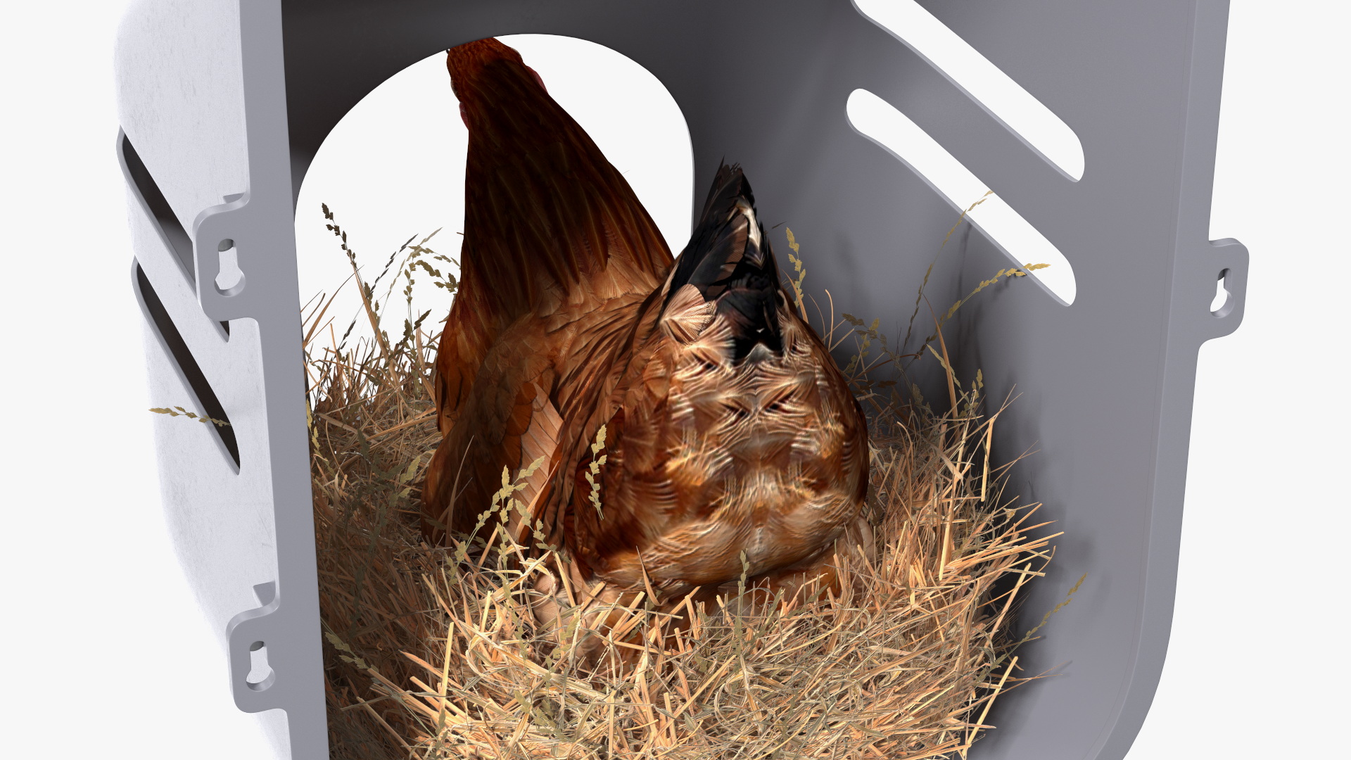 3D Chicken in Wall Mount Nesting Nest Box model