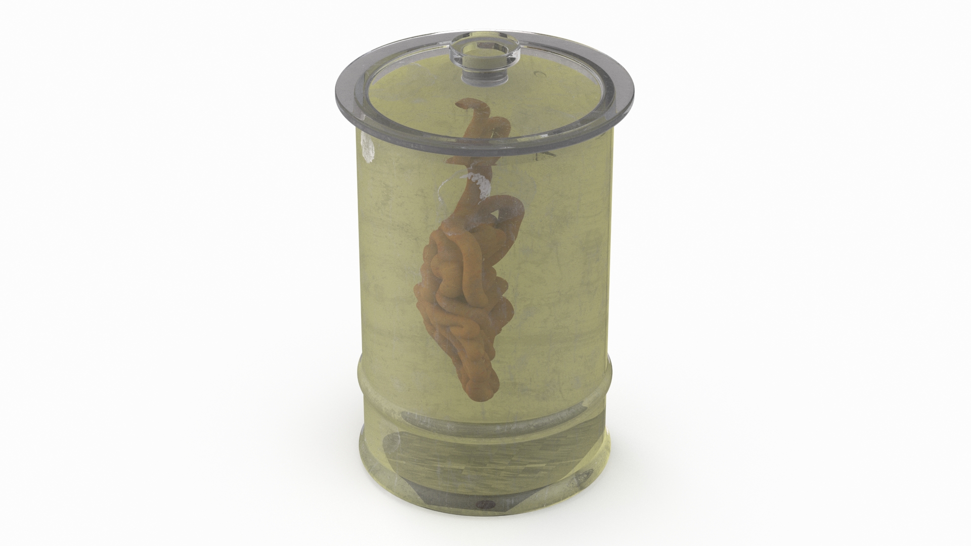 3D Human Small Intestine in Old Glass Jar model