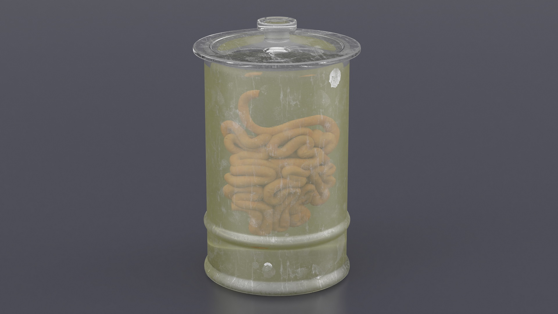 3D Human Small Intestine in Old Glass Jar model