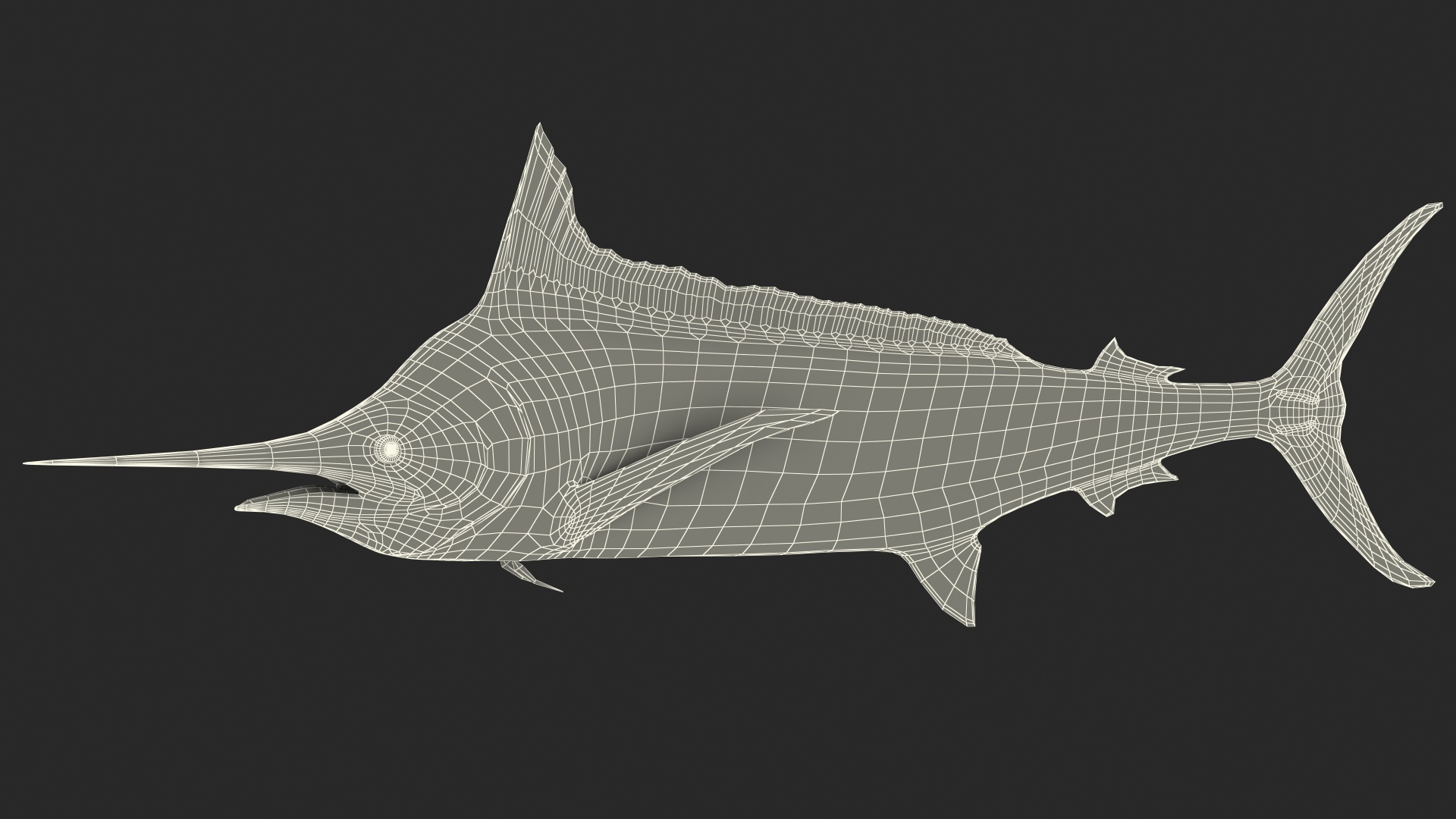 White Marlin Fish 3D