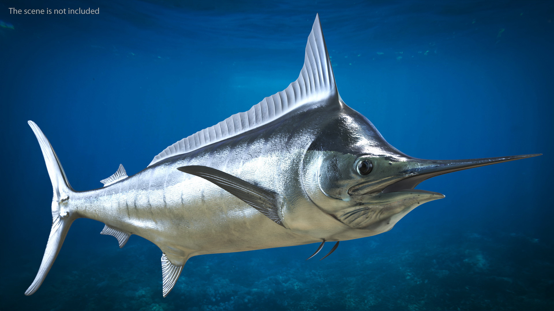 White Marlin Fish 3D