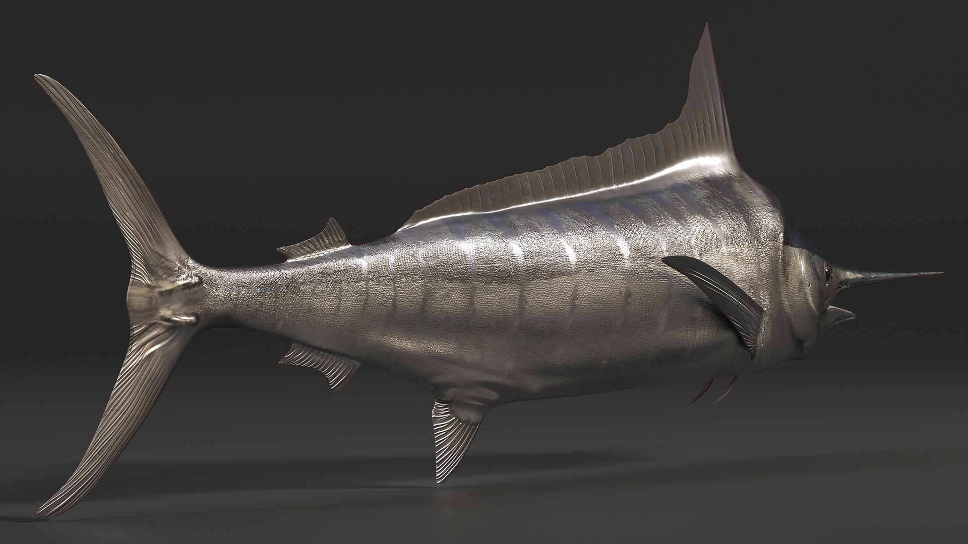 White Marlin Fish 3D