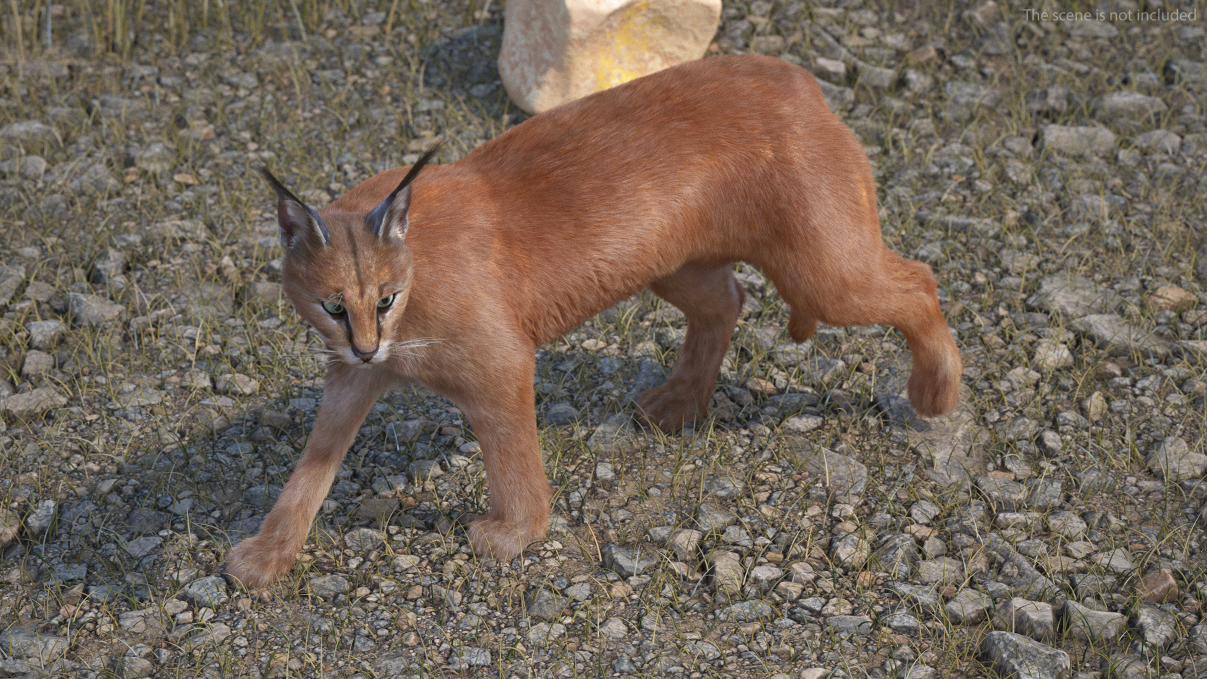 3D Caracal Fur Rigged model