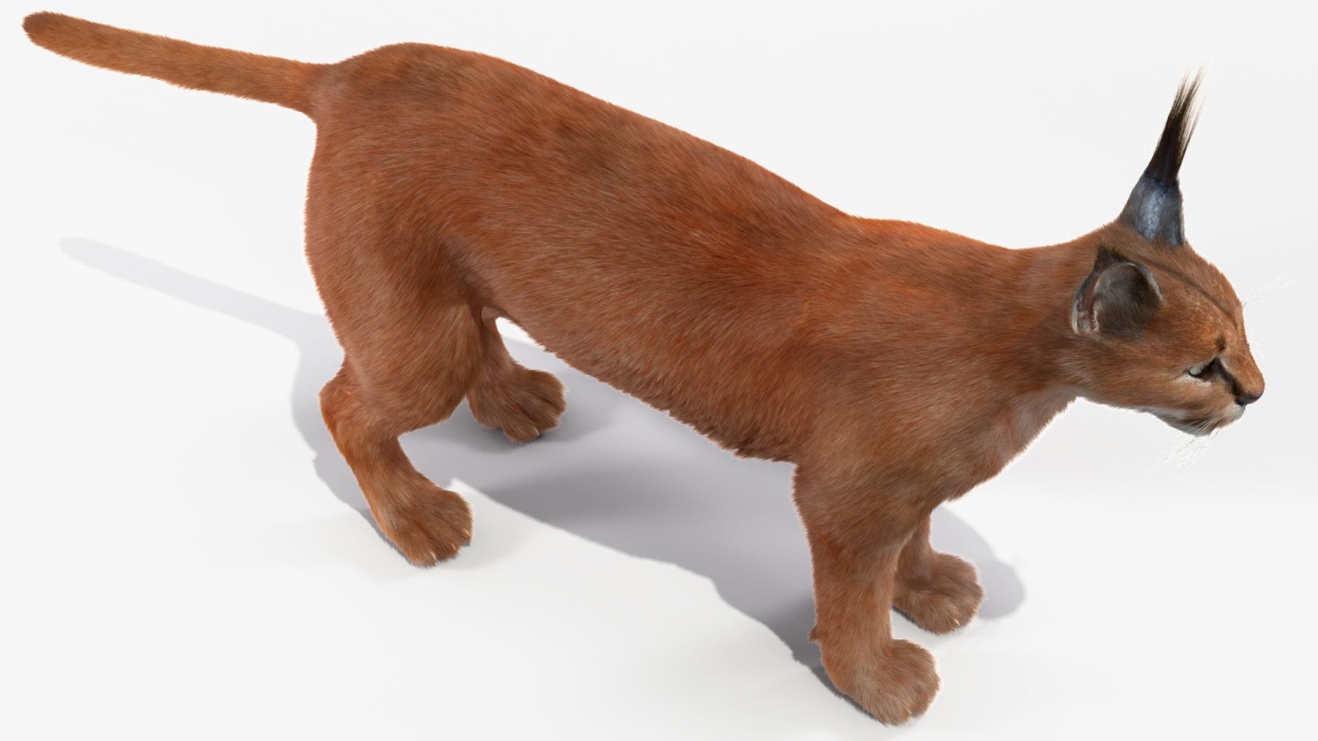 3D Caracal Fur Rigged model