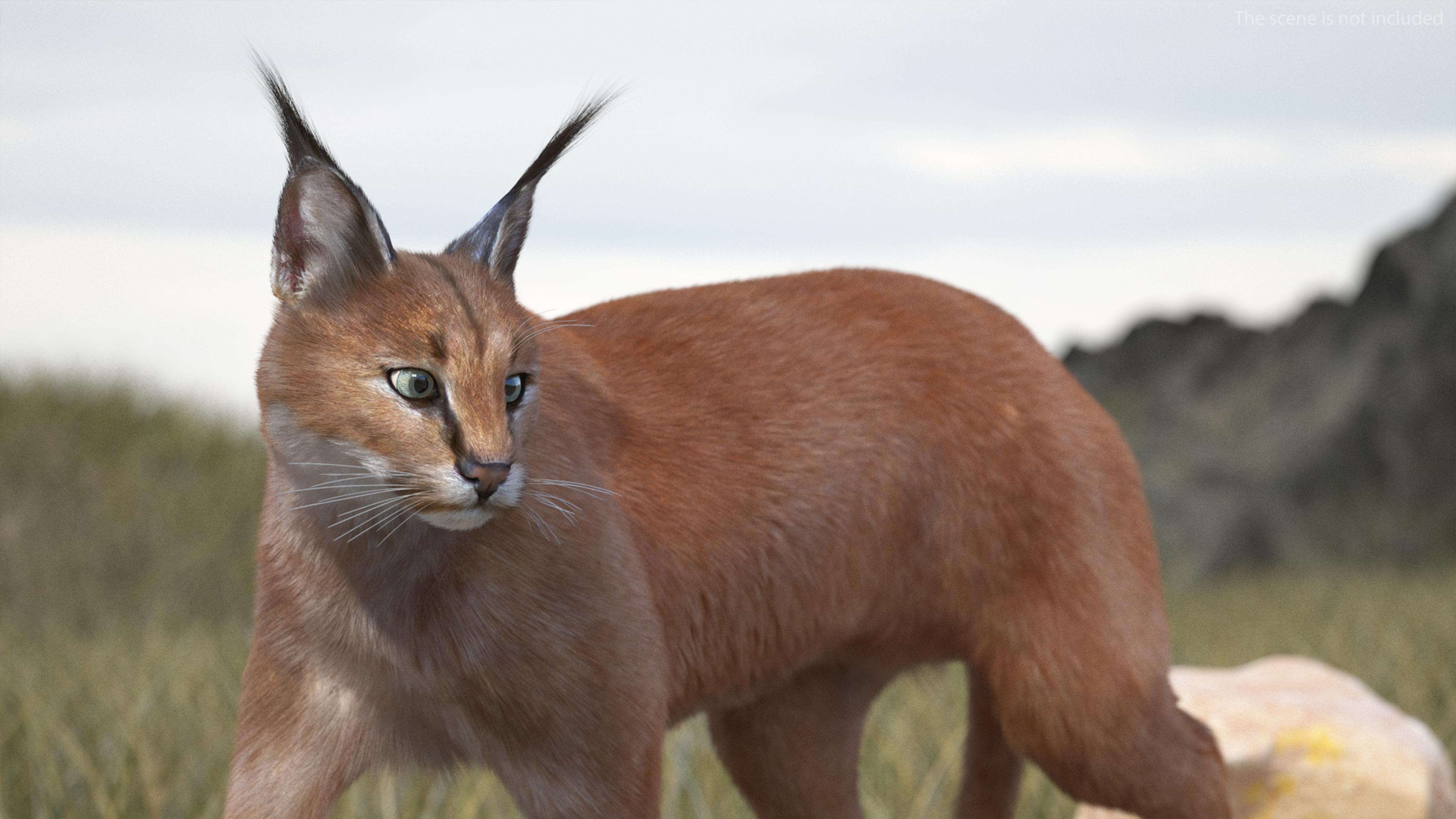 3D Caracal Fur Rigged model