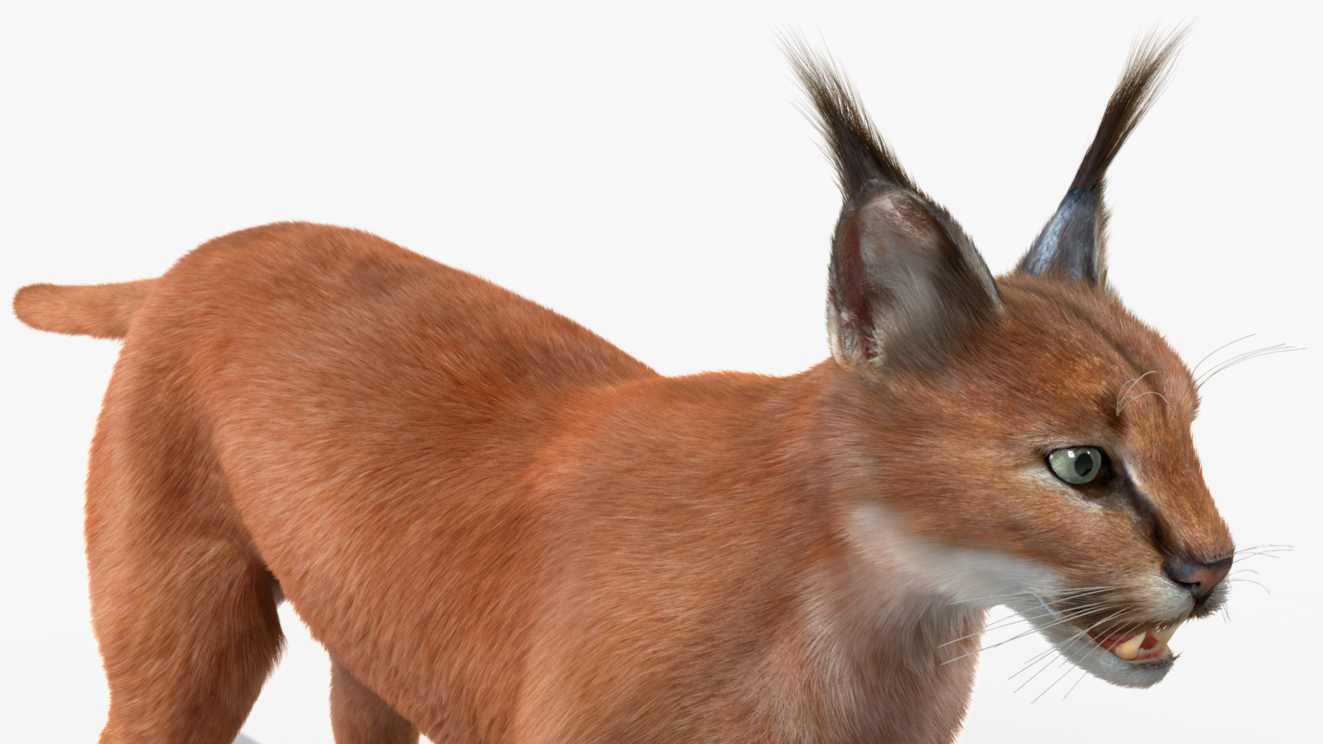 3D Caracal Fur Rigged model