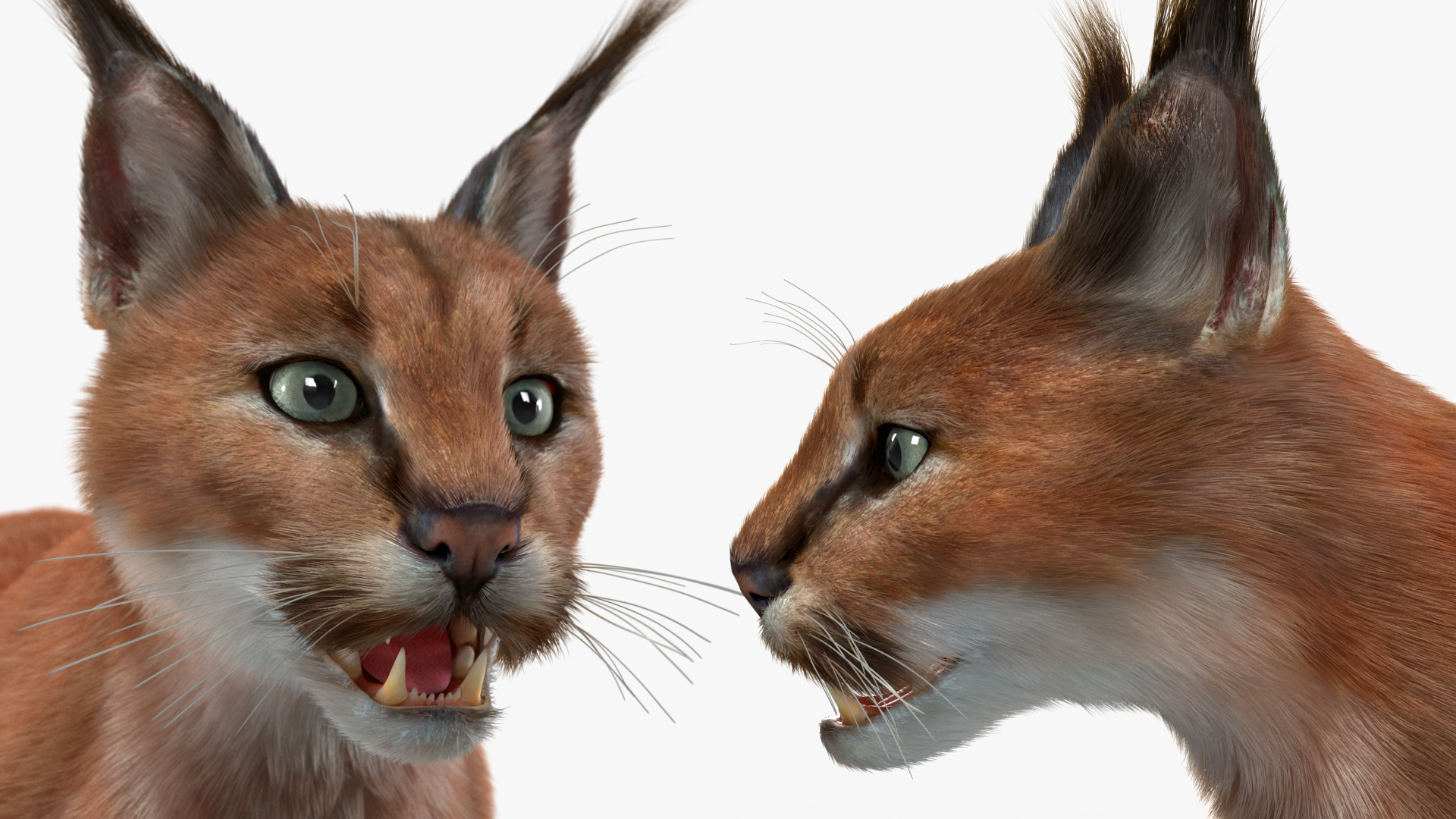 3D Caracal Fur Rigged model