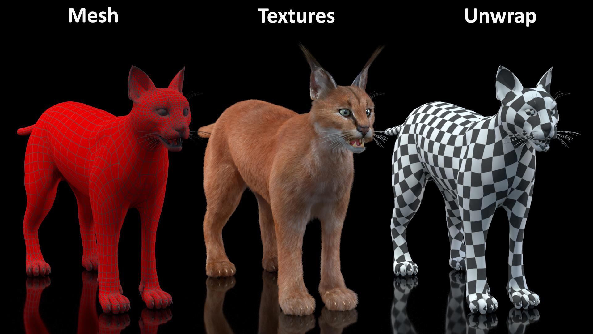 3D Caracal Fur Rigged model