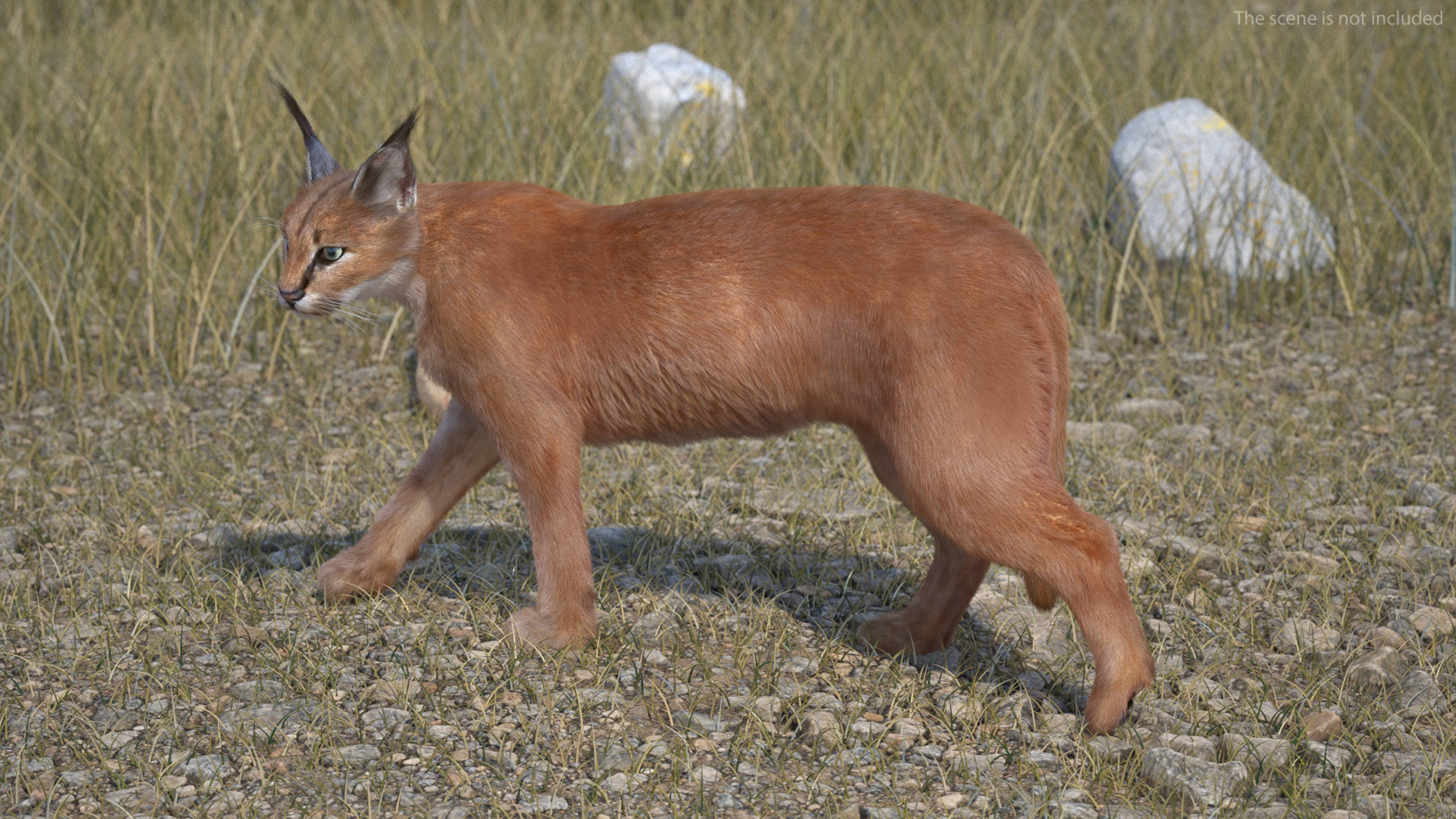 3D Caracal Fur Rigged model