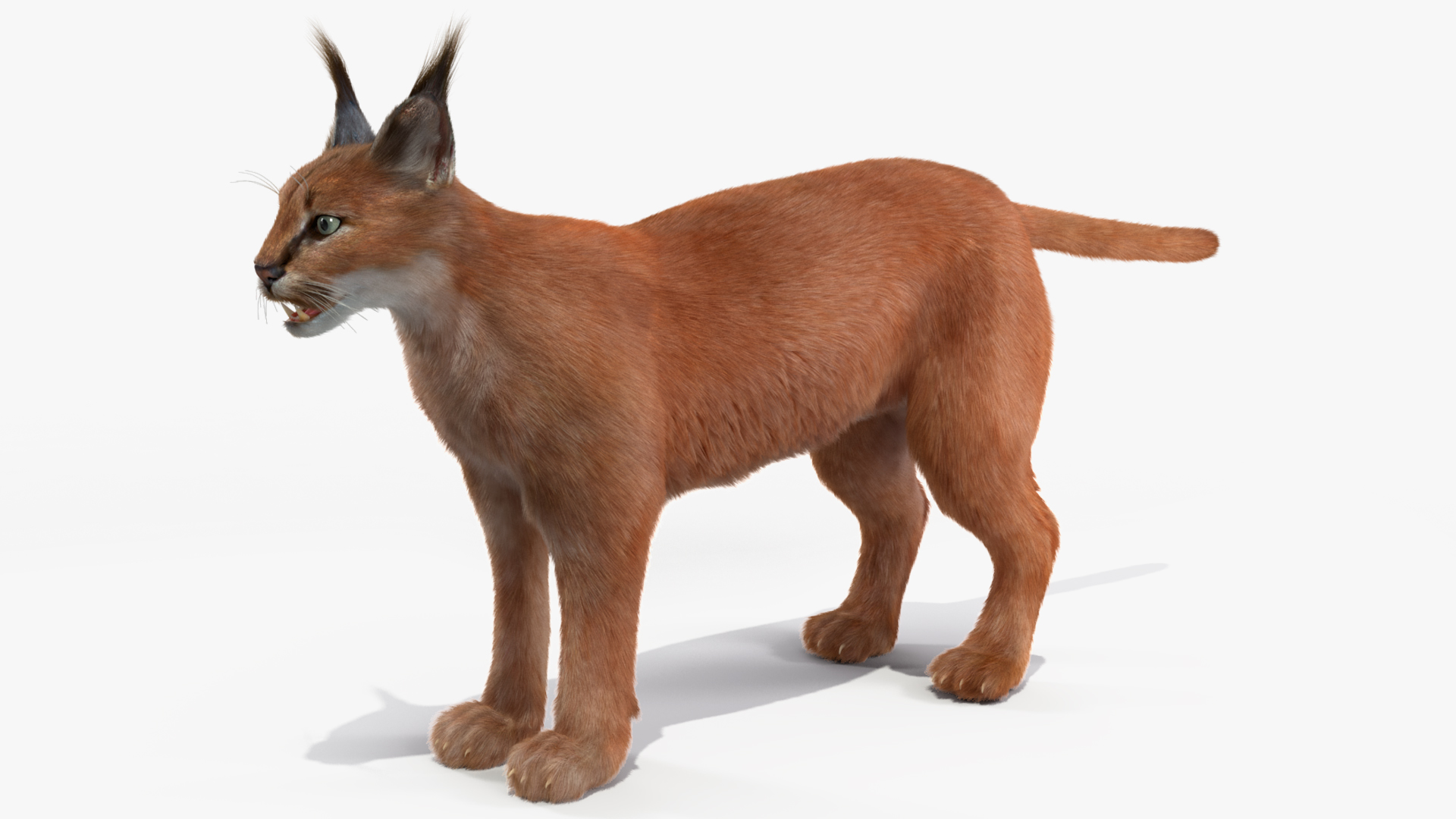 3D Caracal Fur Rigged model