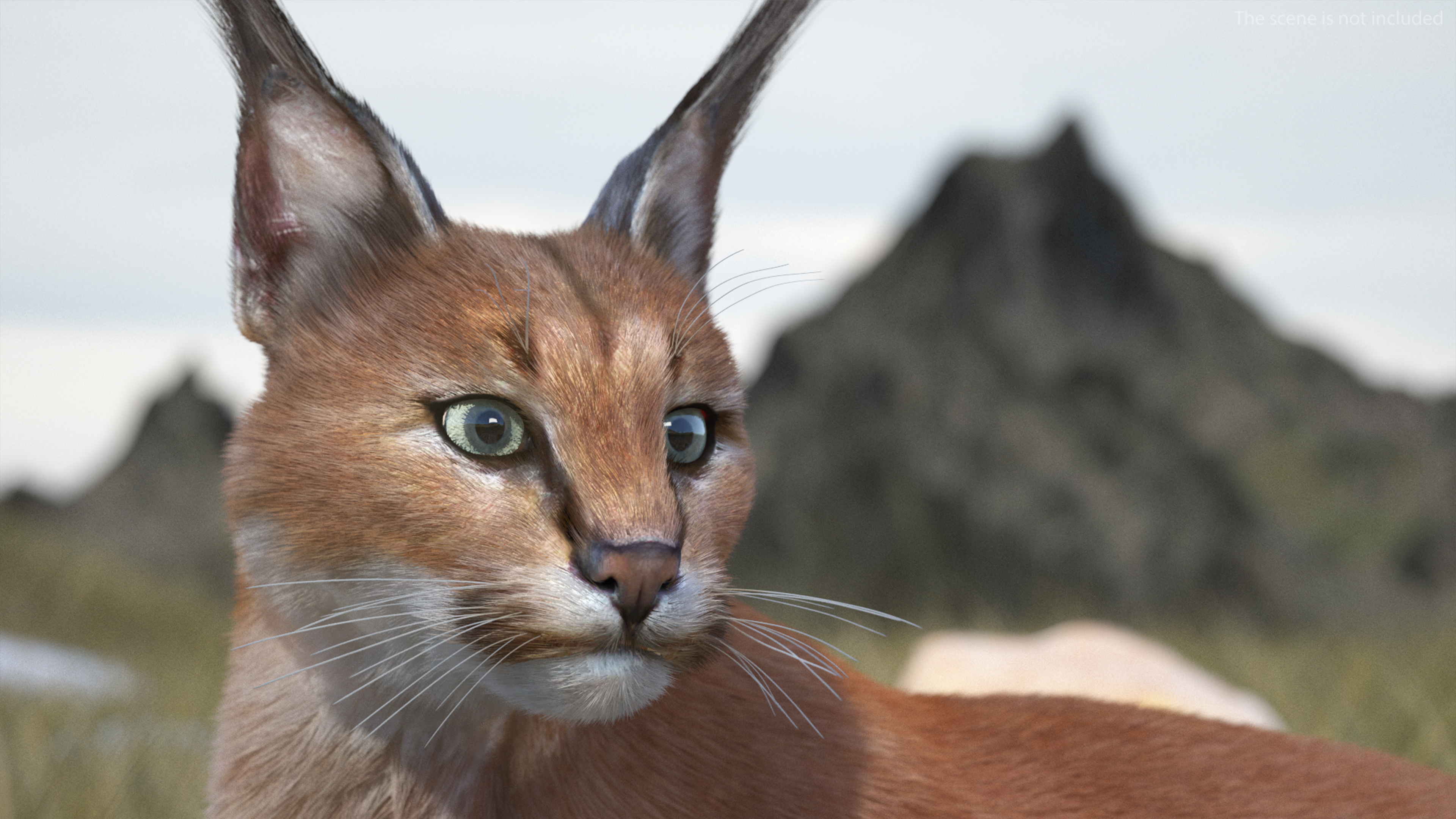 3D Caracal Fur Rigged model