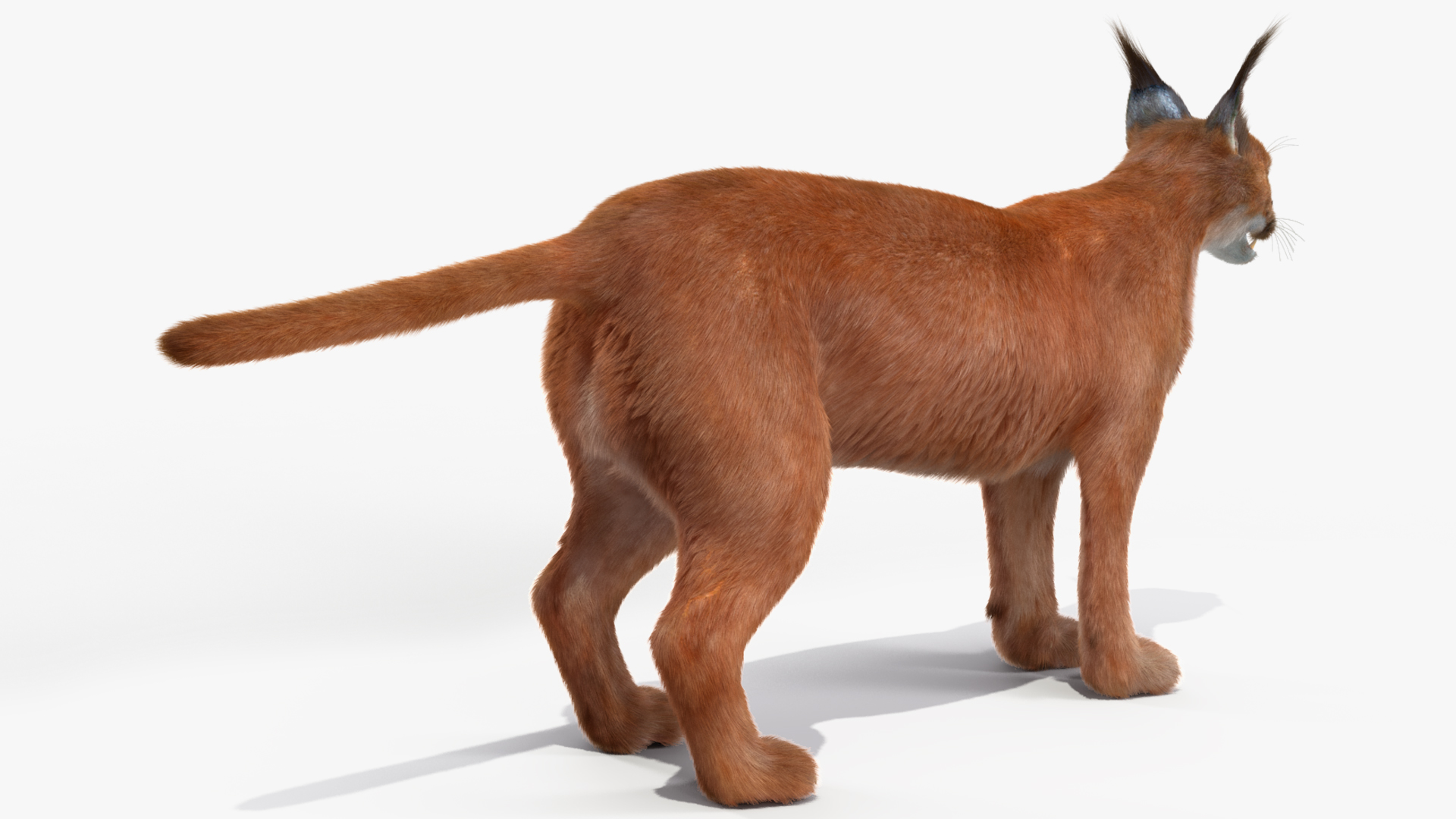 3D Caracal Fur Rigged model