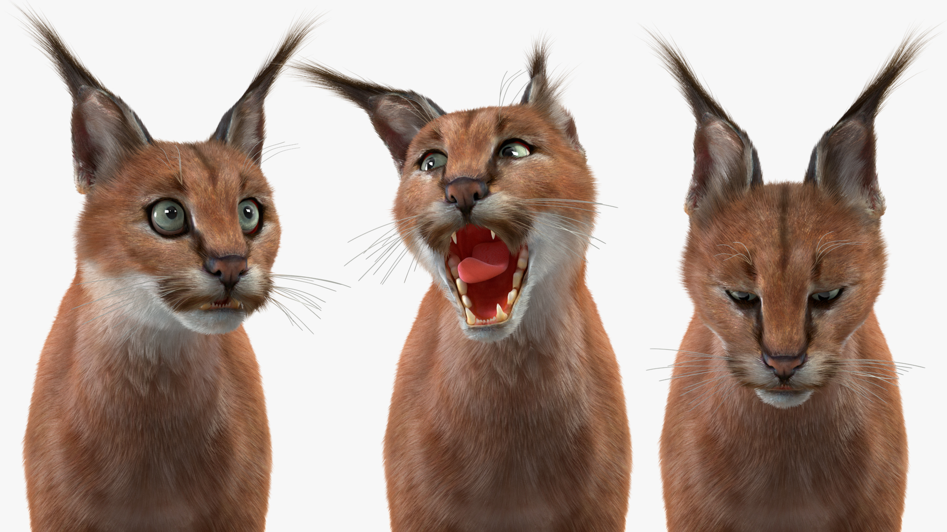 3D Caracal Fur Rigged model