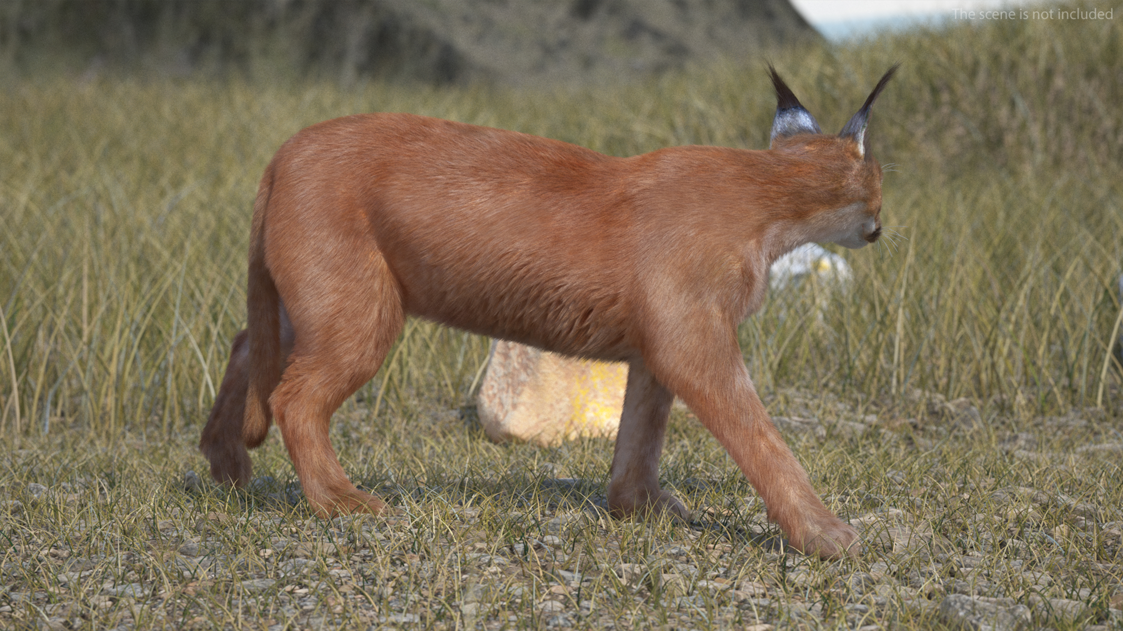 3D Caracal Fur Rigged model