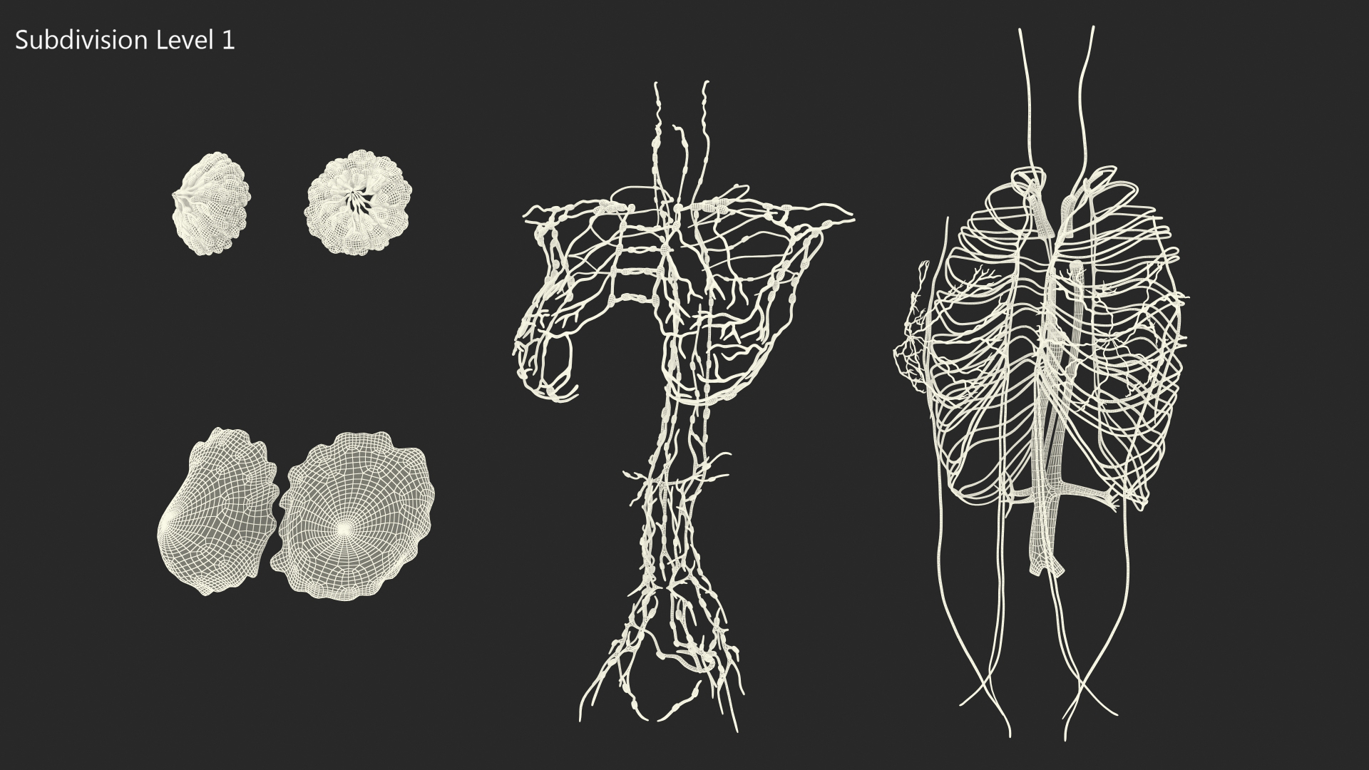 3D Female Breast Anatomy