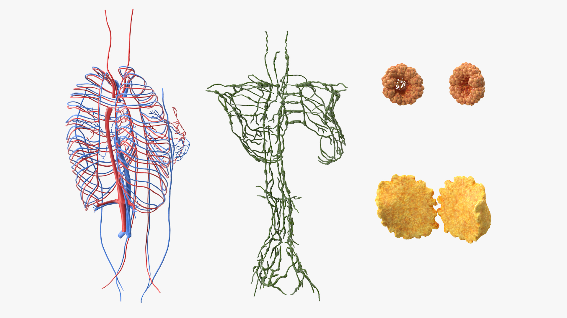 3D Female Breast Anatomy