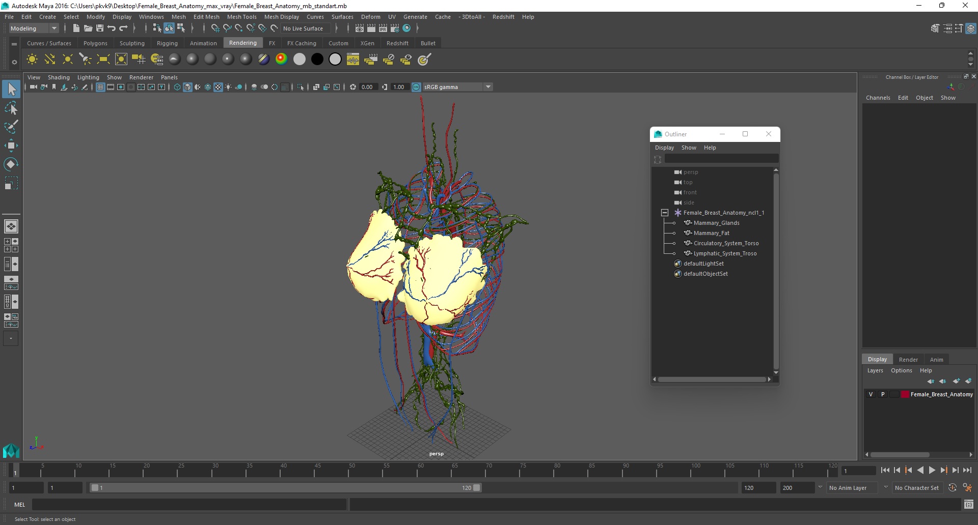 3D Female Breast Anatomy