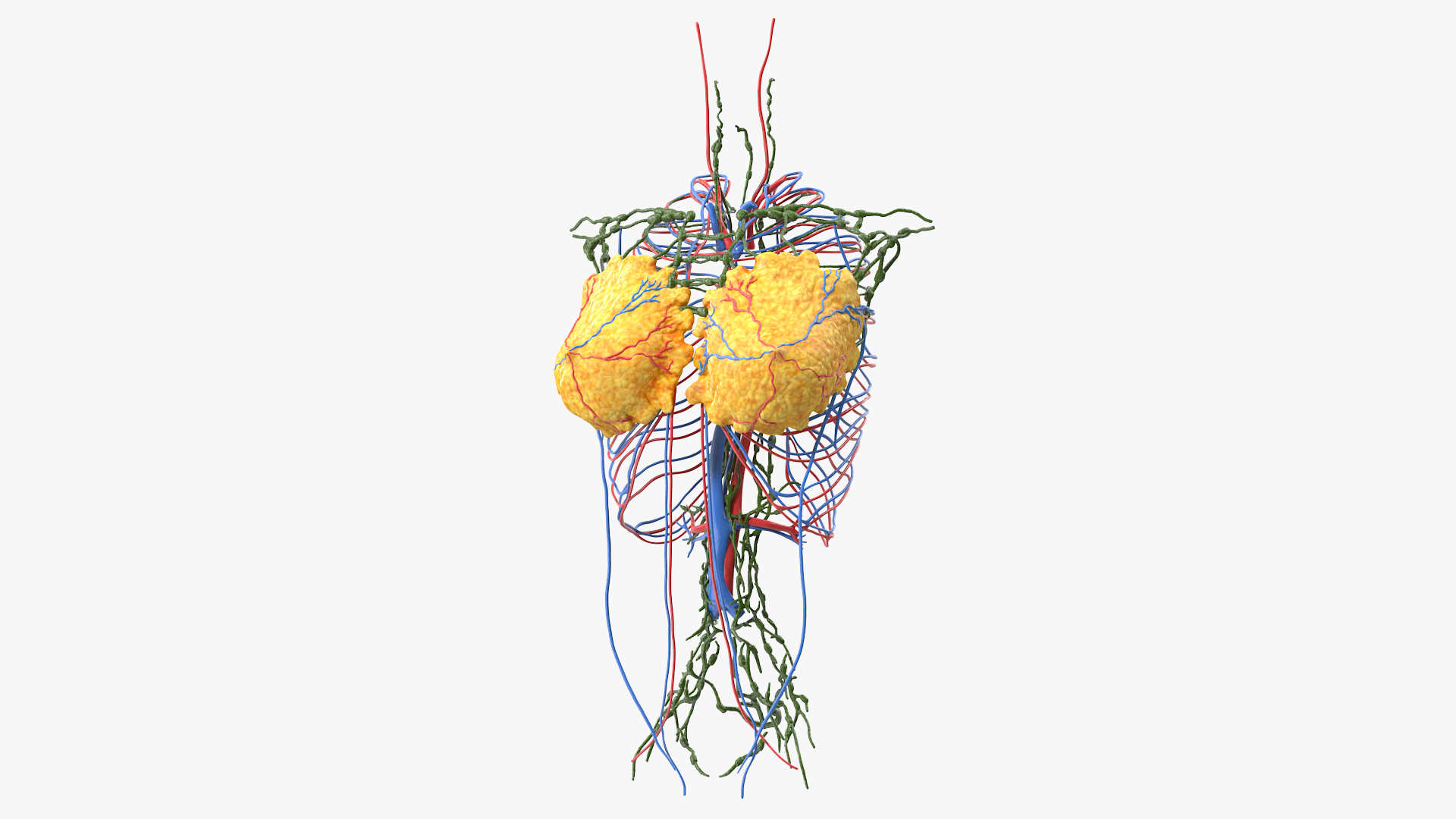 3D Female Breast Anatomy