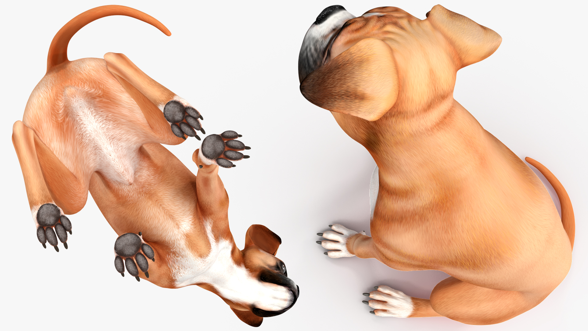 3D model Sitting Dog Boxer for 3D Print