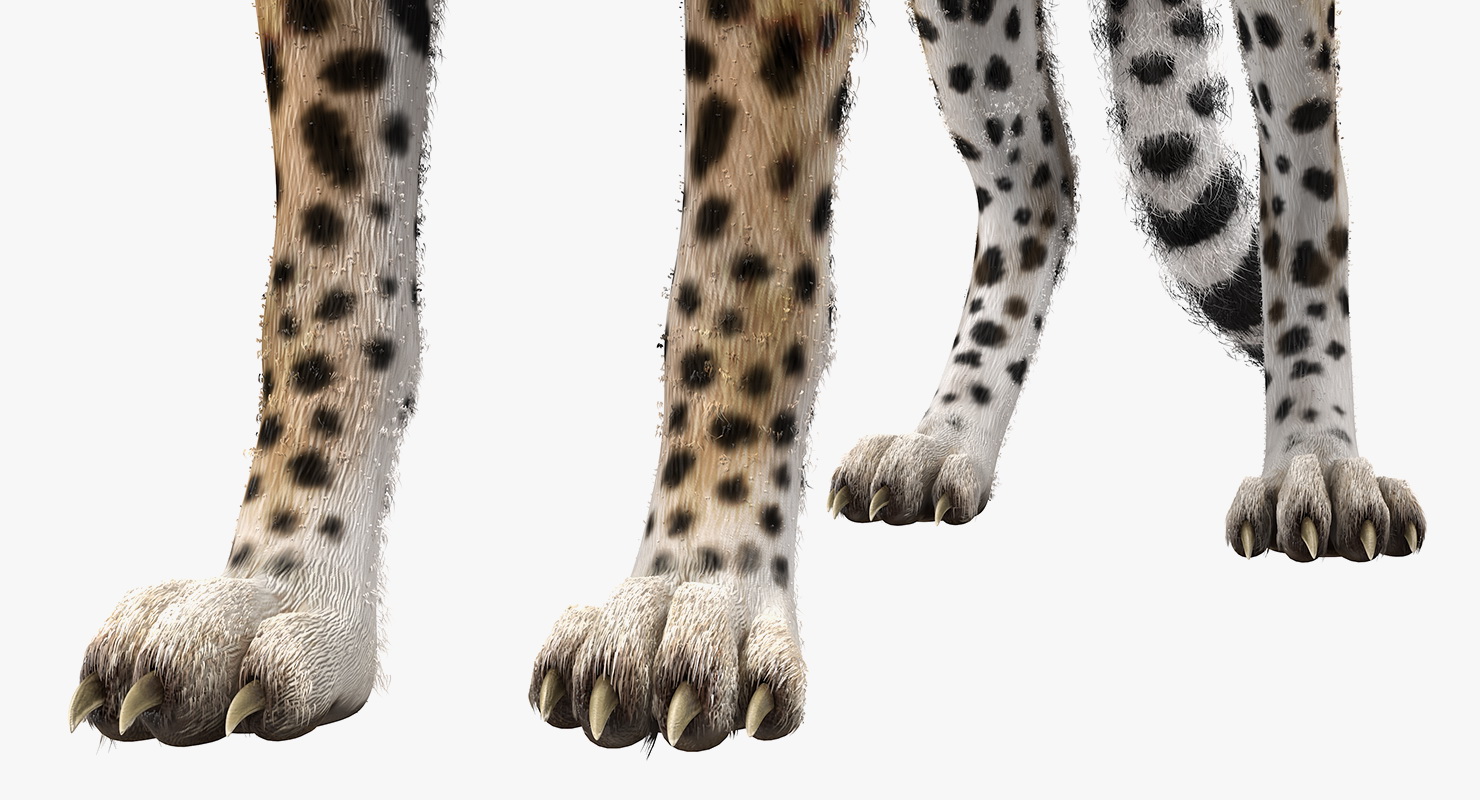 3D Cheetah Looking Around with Fur