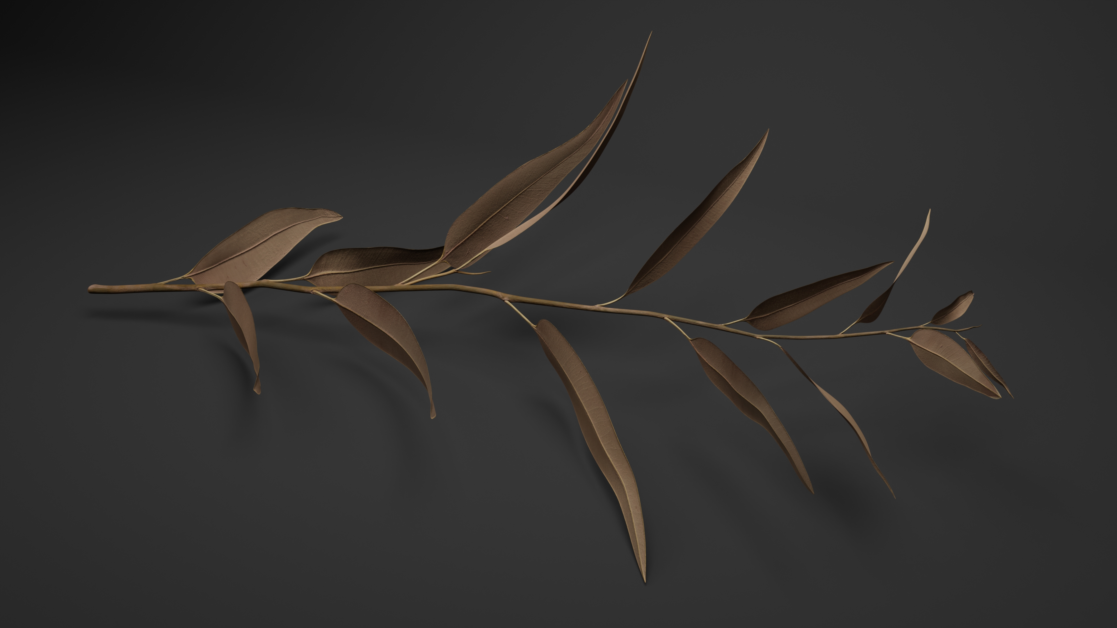 3D Dry Eucalyptus stem with Leaves