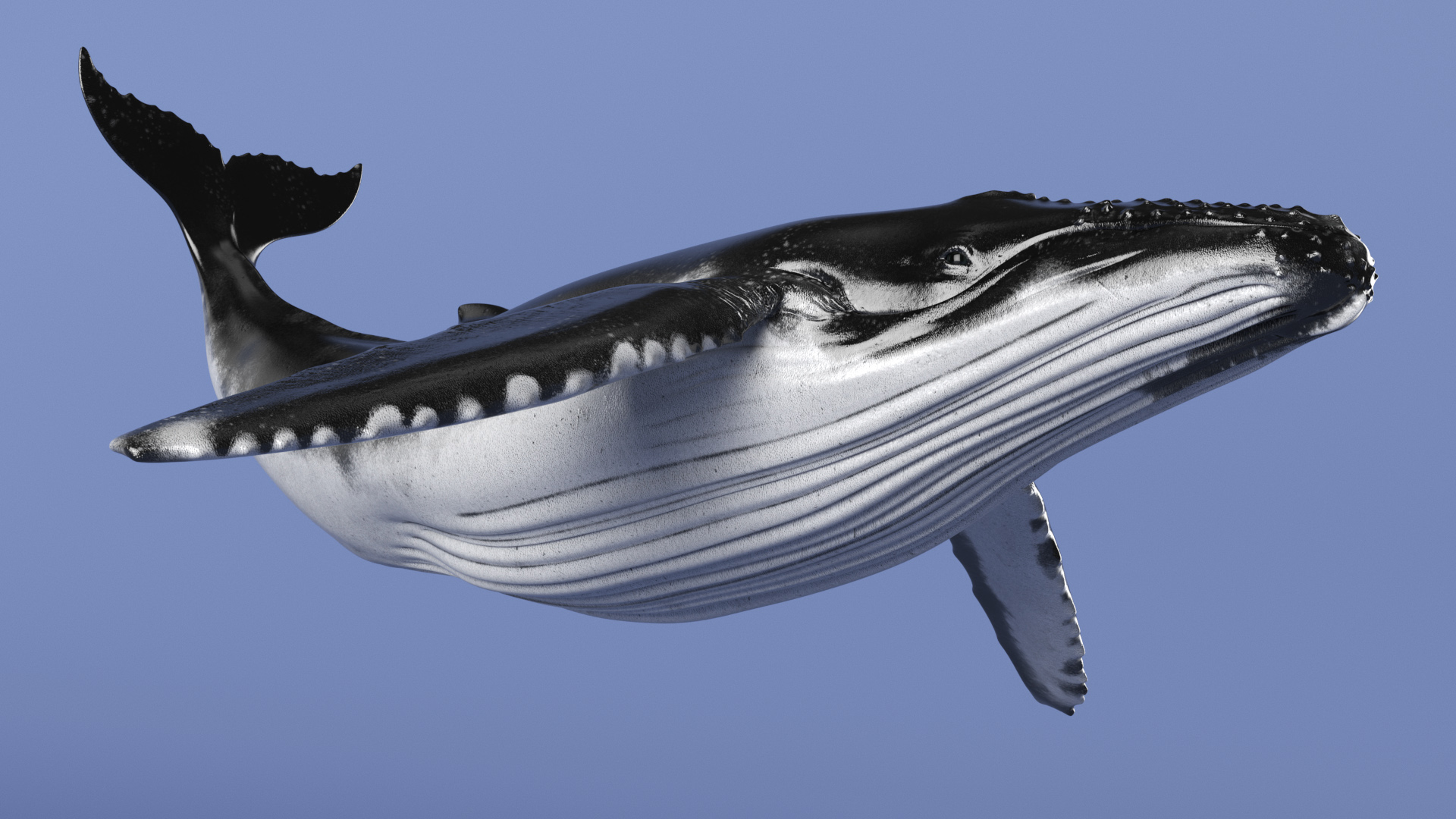 3D Realistic Humpback Whale Rigged