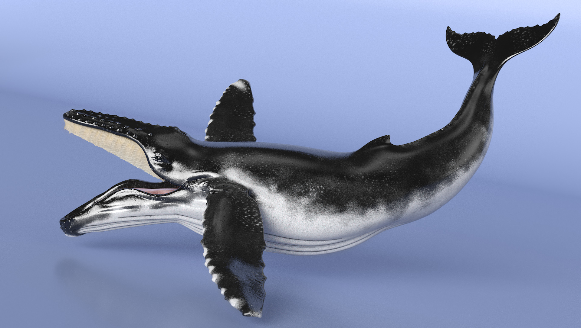 3D Realistic Humpback Whale Rigged