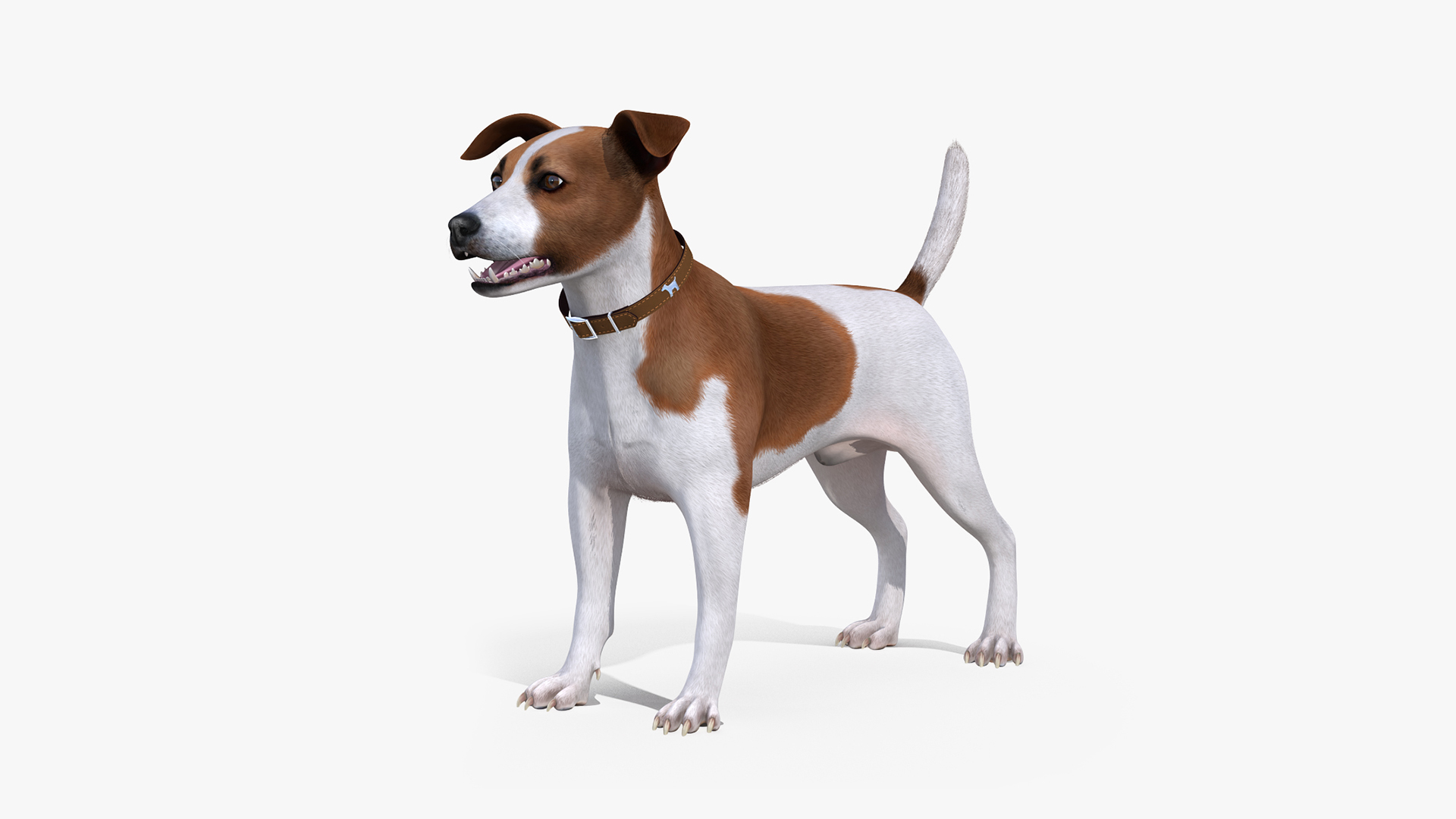 Spotted Jack Russell Terrier Fur Rigged 3D model