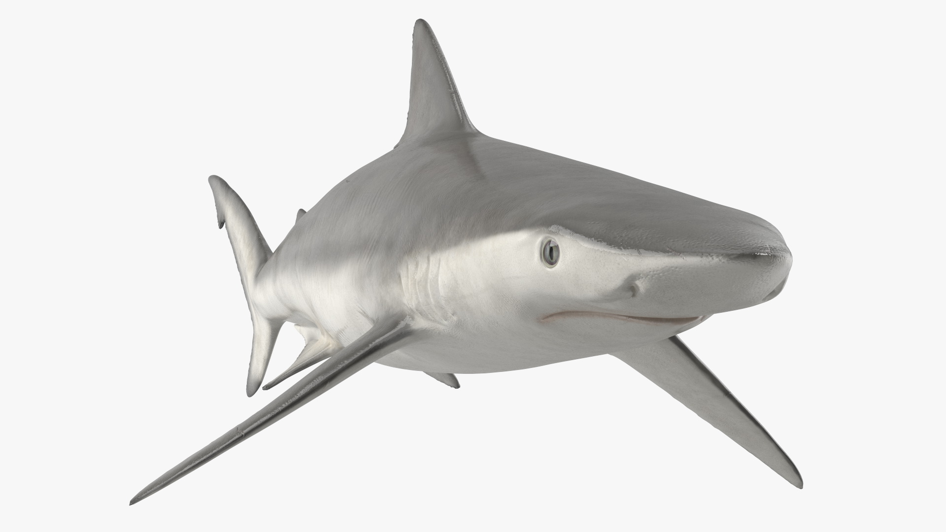 3D model Realistic Smalltail Shark