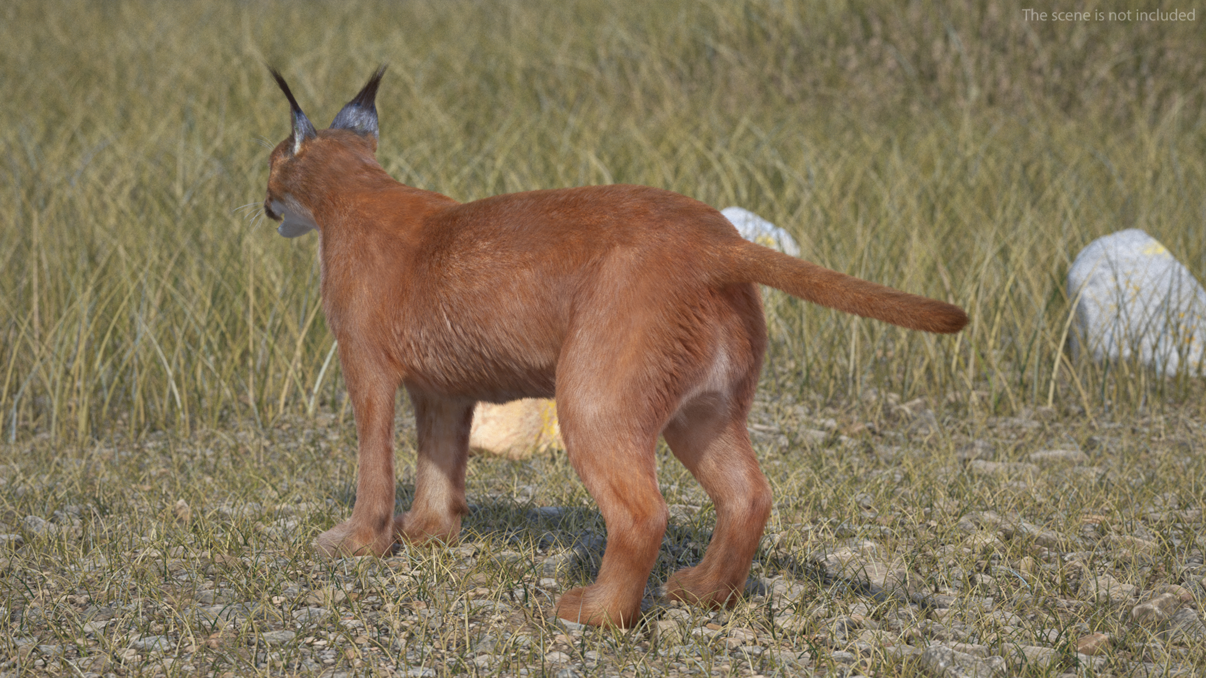 3D Caracal Fur