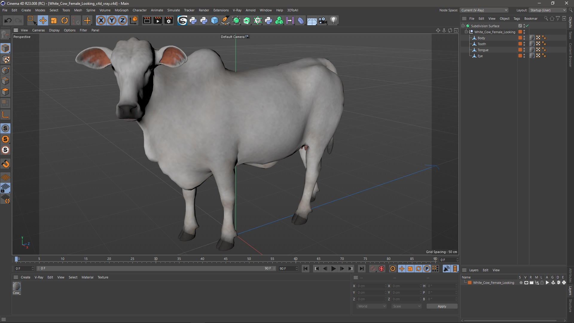 White Cow Female Looking 3D model