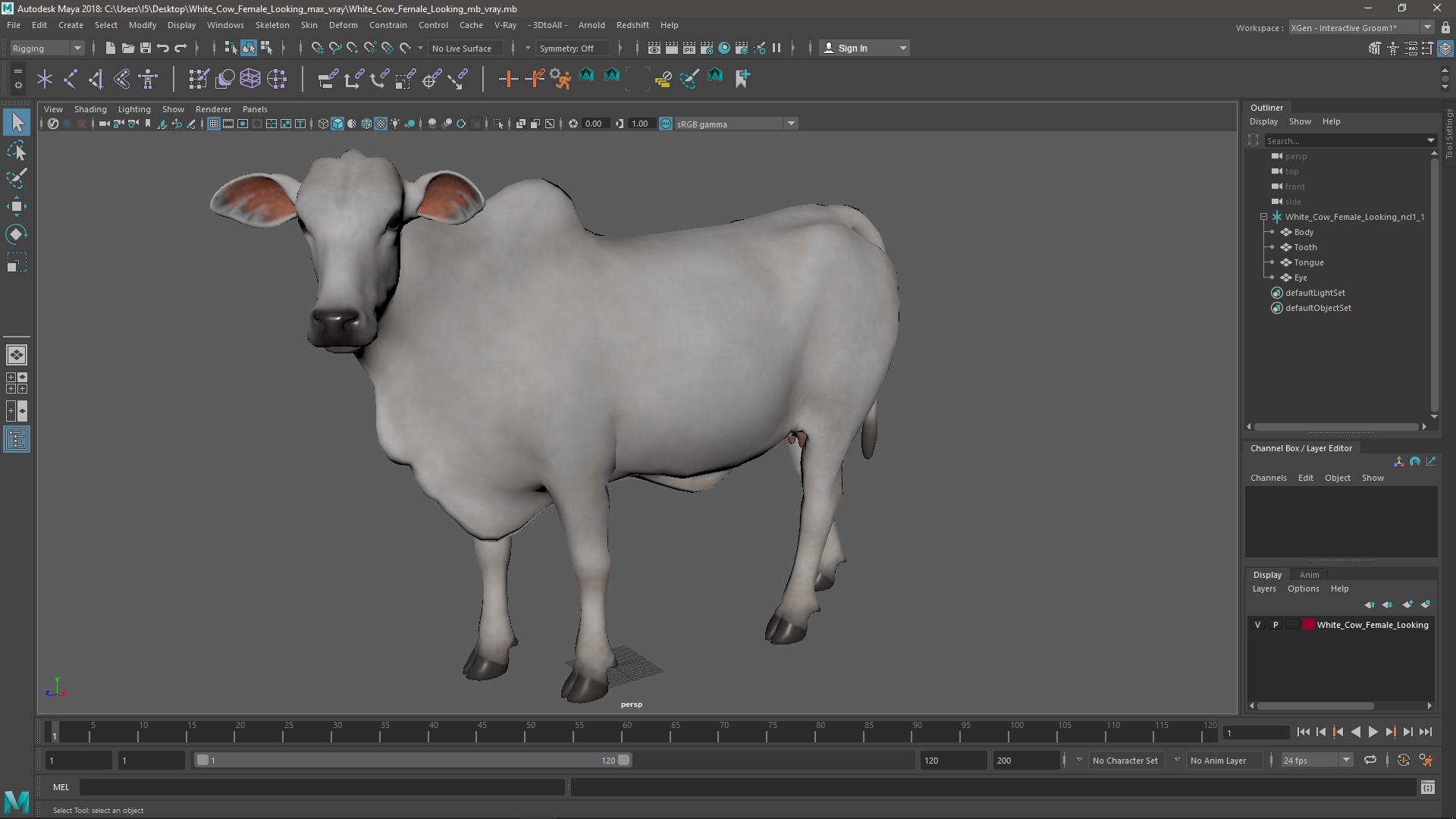 White Cow Female Looking 3D model