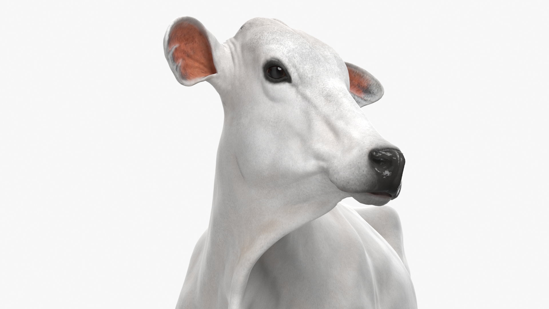 White Cow Female Looking 3D model