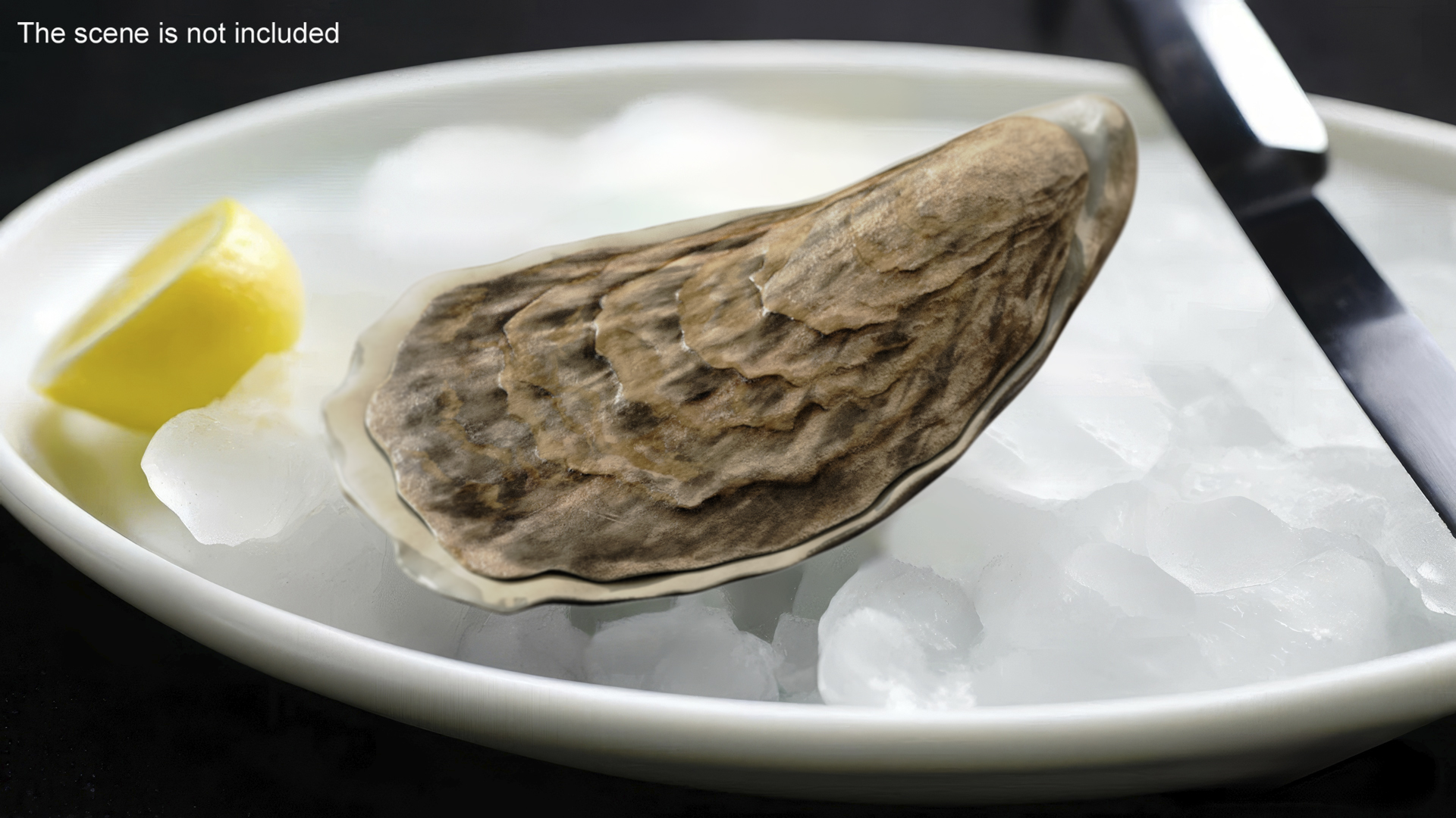 3D model Oyster