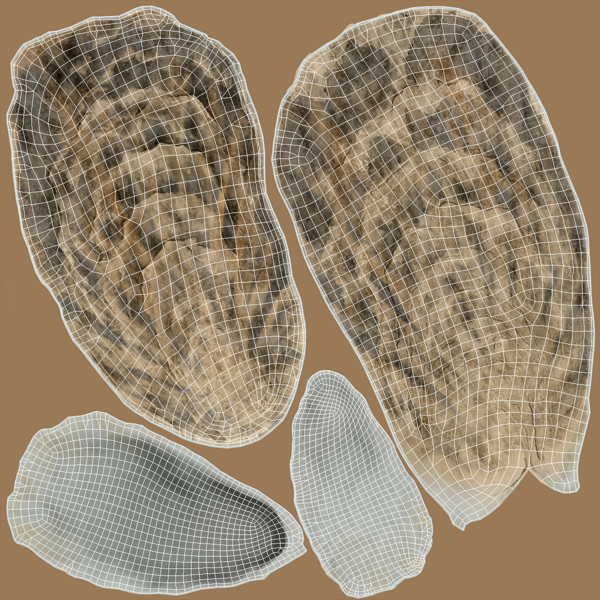 3D model Oyster