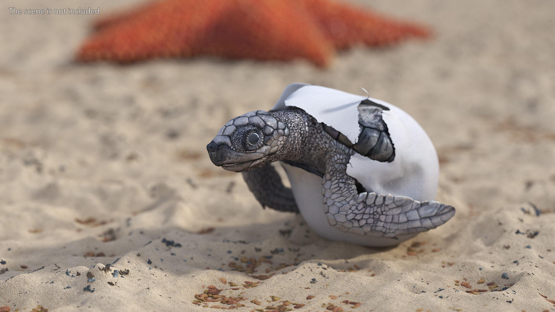 3D Sea Turtle Hatchling Emerging from Egg model