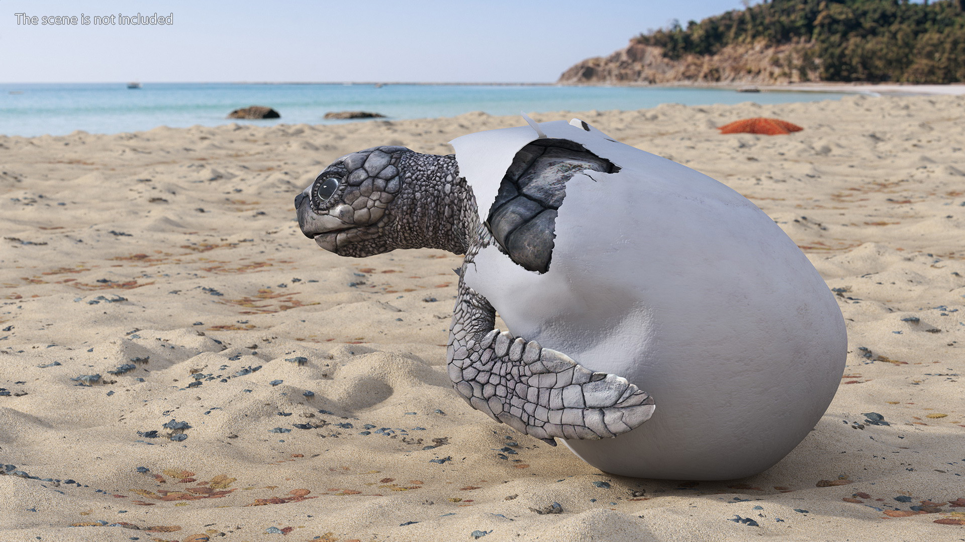 3D Sea Turtle Hatchling Emerging from Egg model