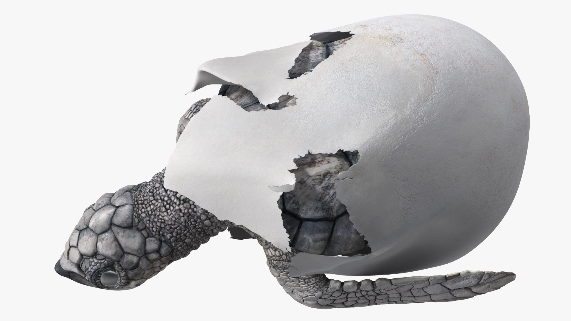 3D Sea Turtle Hatchling Emerging from Egg model