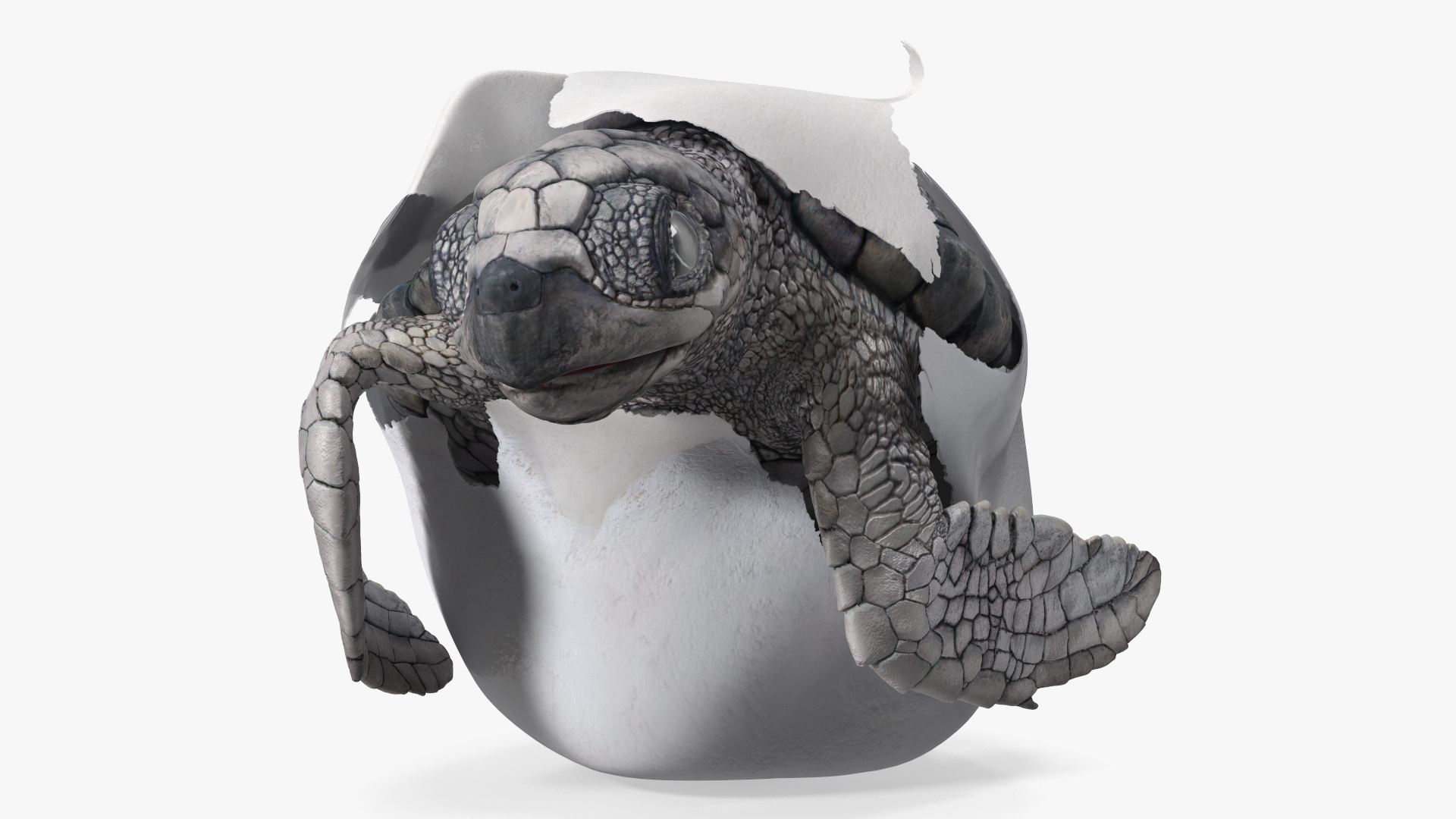 3D Sea Turtle Hatchling Emerging from Egg model