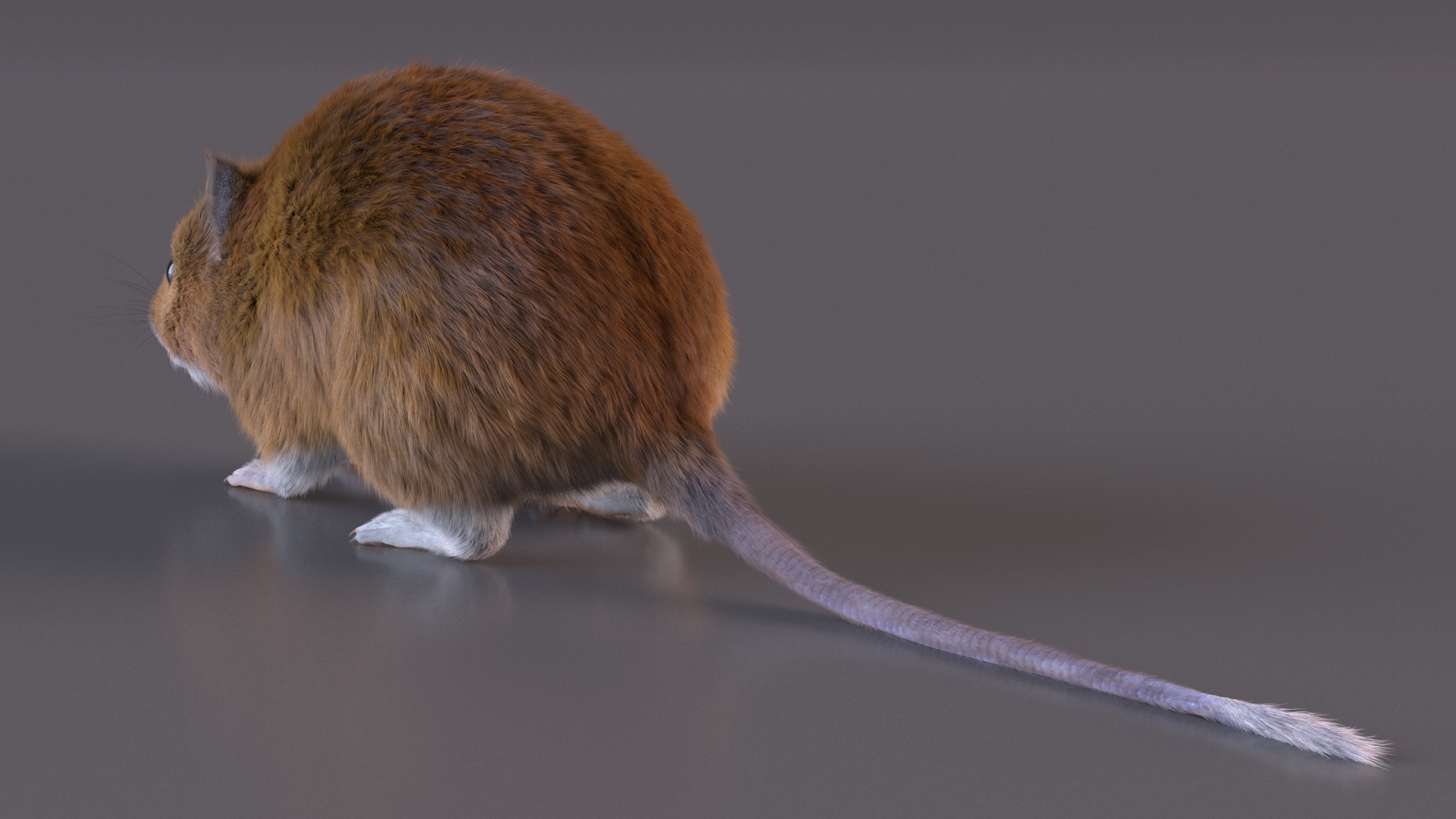 Kakadu Pebble-mound Mouse Base Pose Fur 3D model