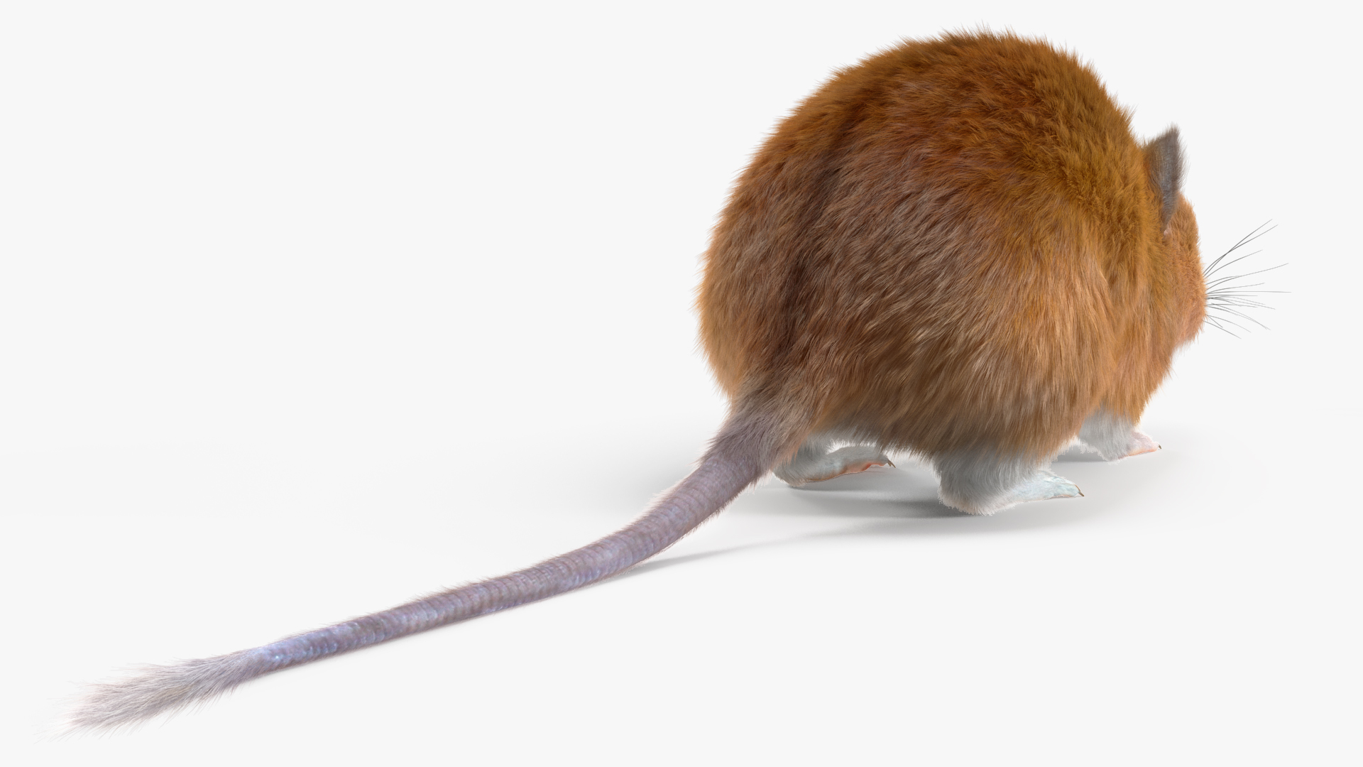 Kakadu Pebble-mound Mouse Base Pose Fur 3D model