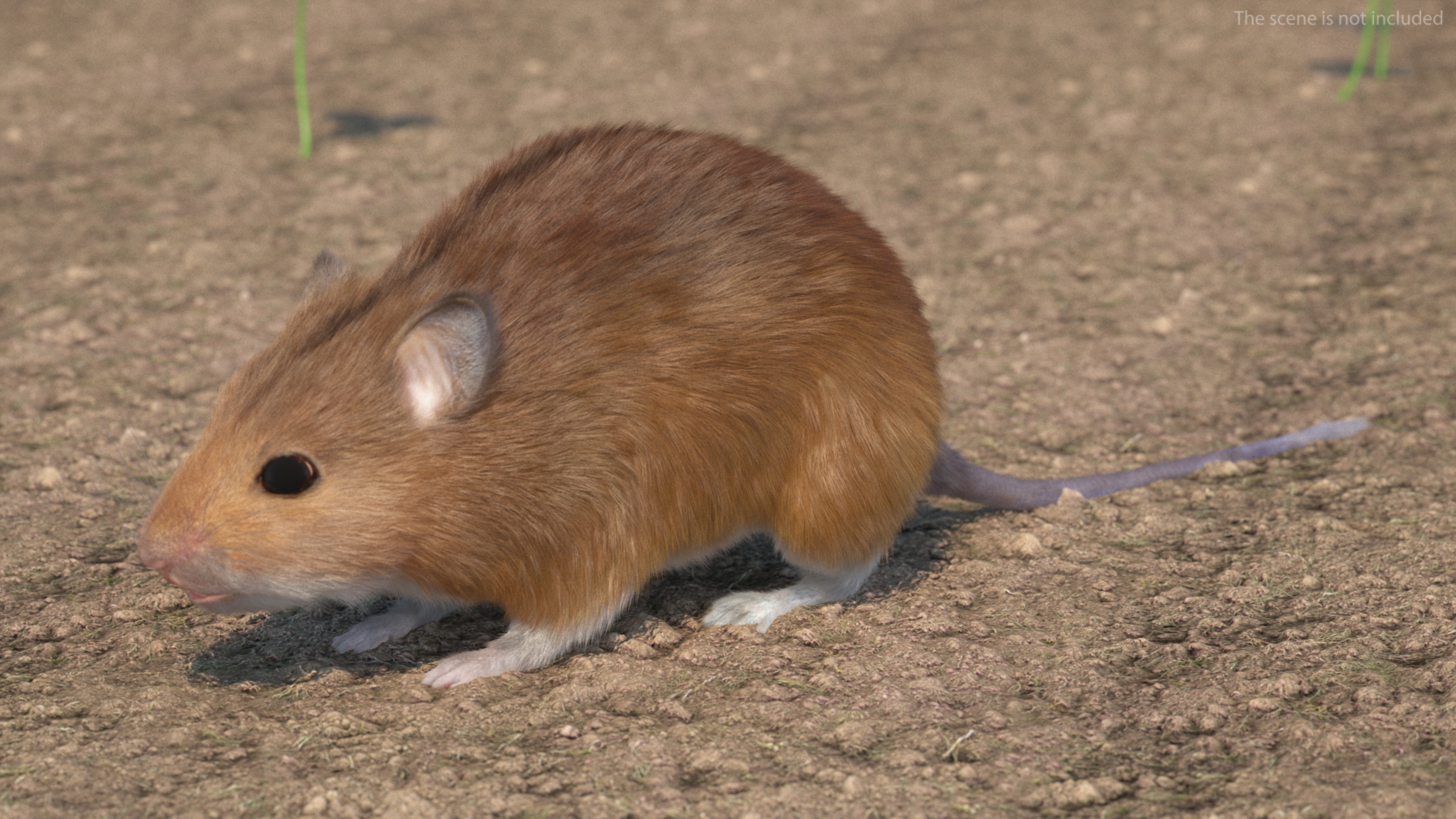 Kakadu Pebble-mound Mouse Base Pose Fur 3D model