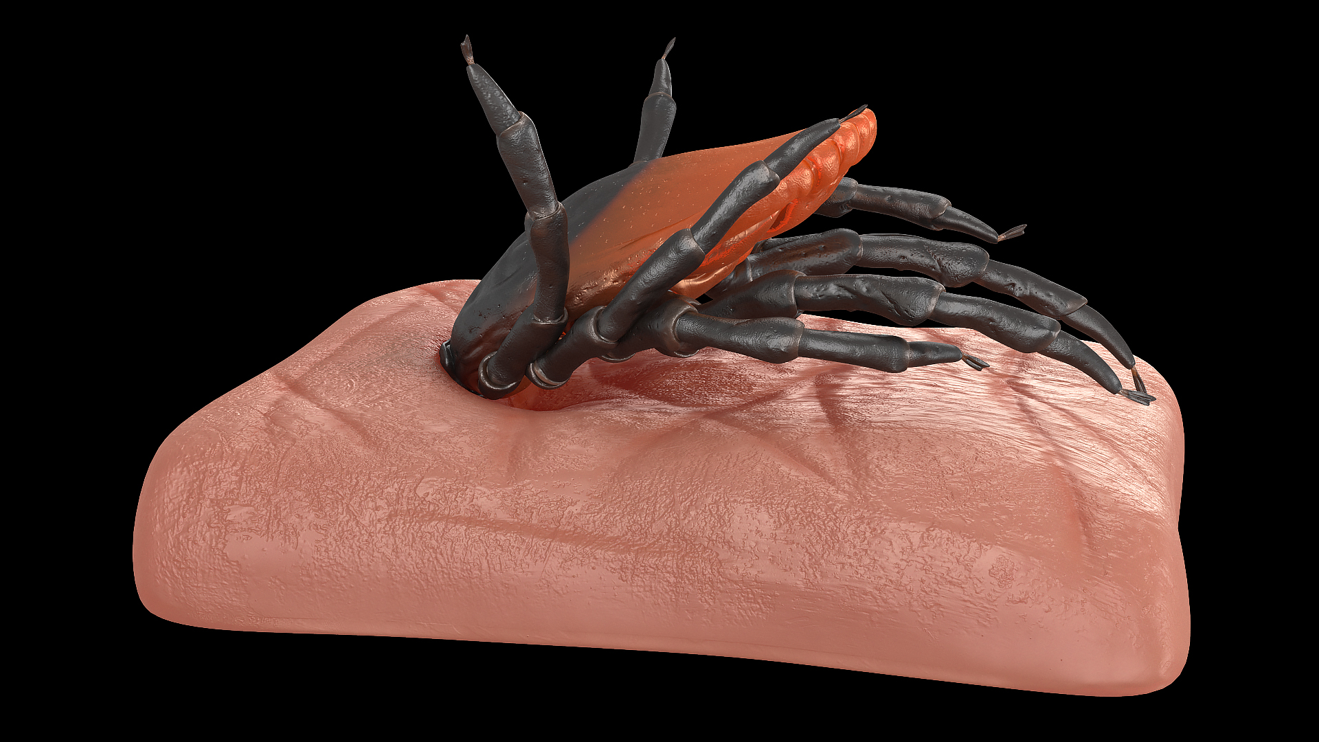 3D Tick Stuck in Skin model